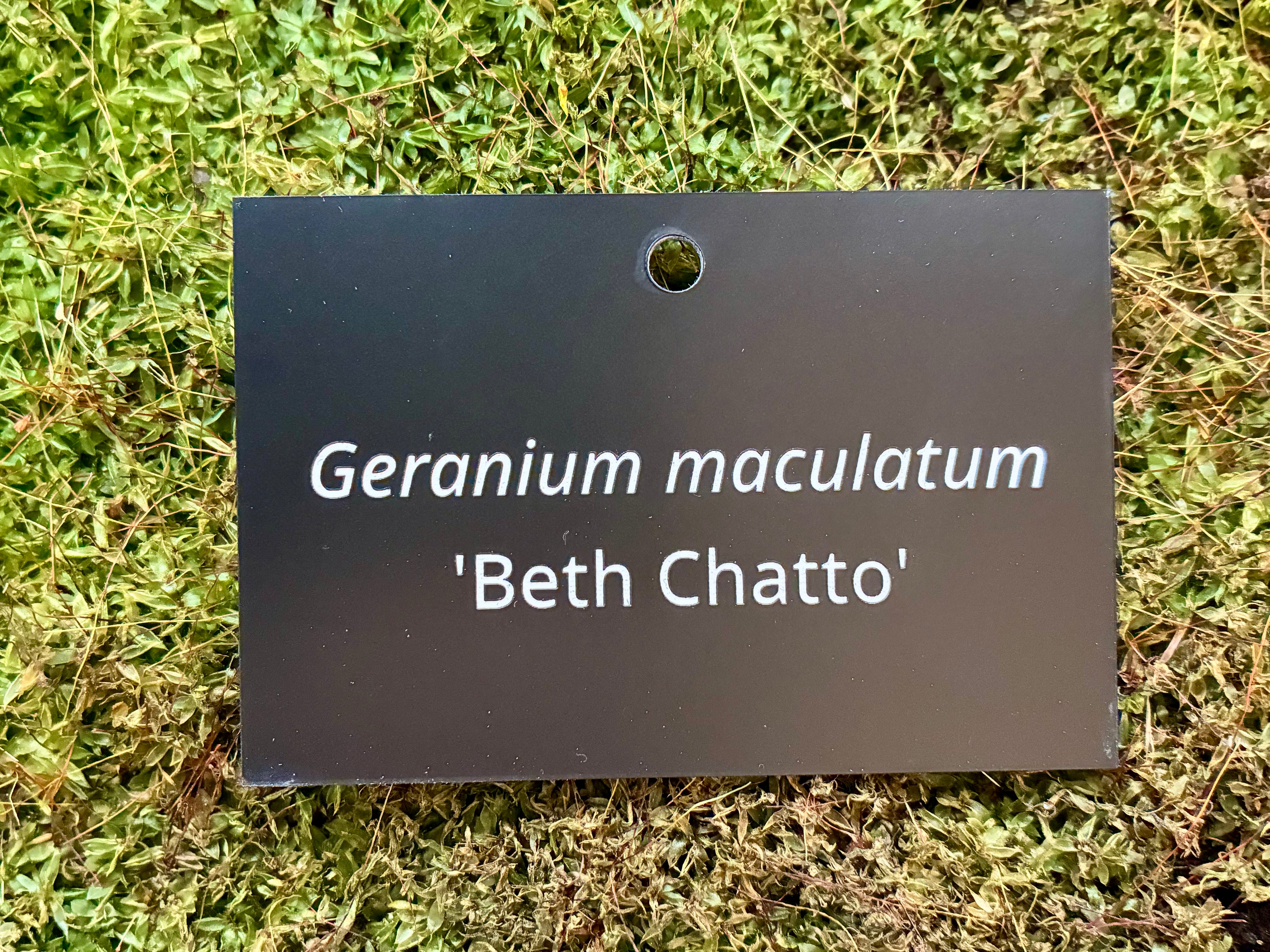 Geranium maculatum 'Beth Chatto' - Plant label