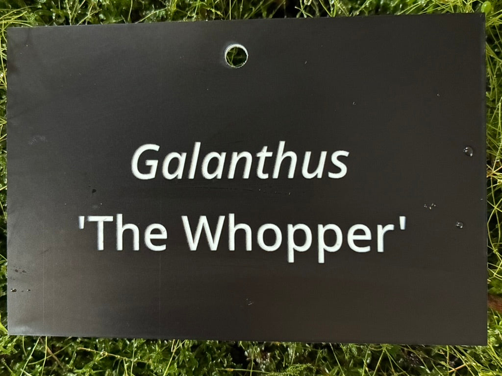 Galanthus 'The Whopper' - Plant label