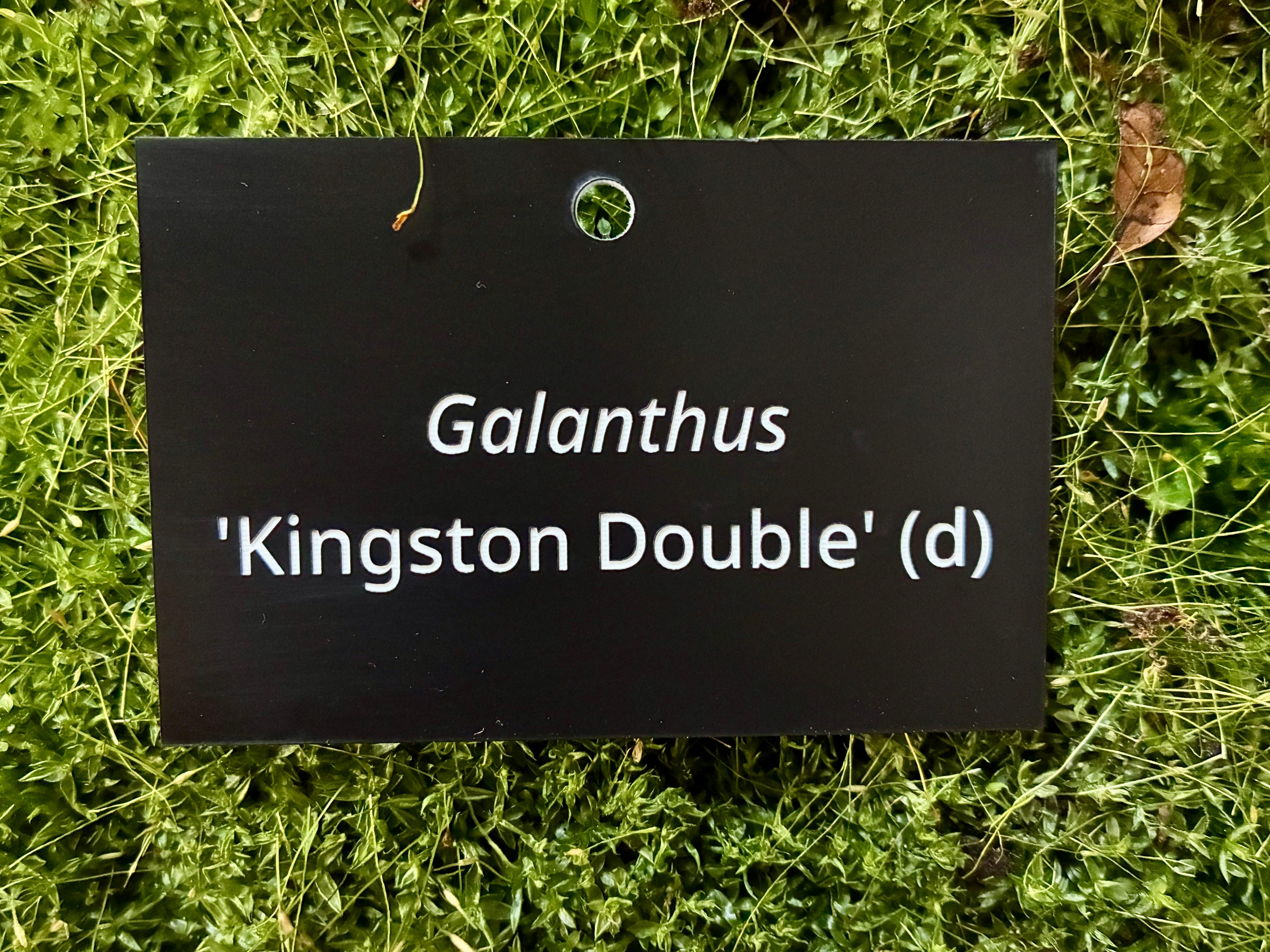 Galanthus 'Kingston Double' (d) - Plant label