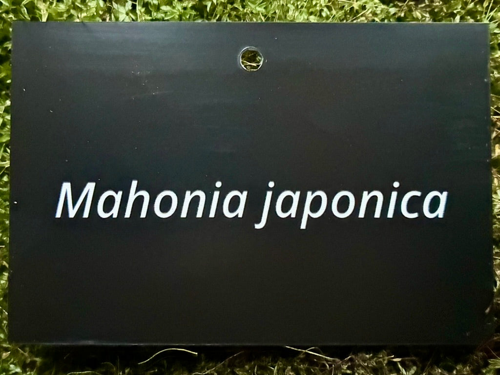 Mahonia japonica - Plant label