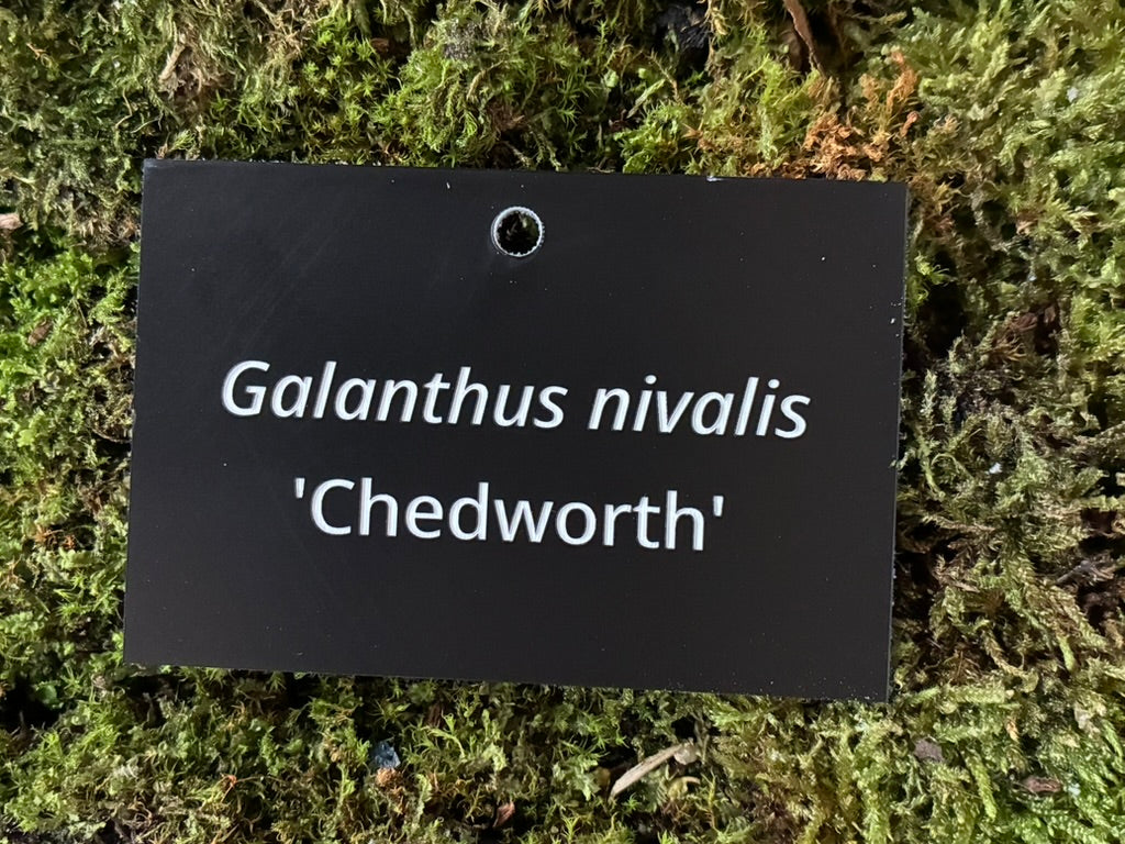 Galanthus nivalis 'Chedworth' - Plant label