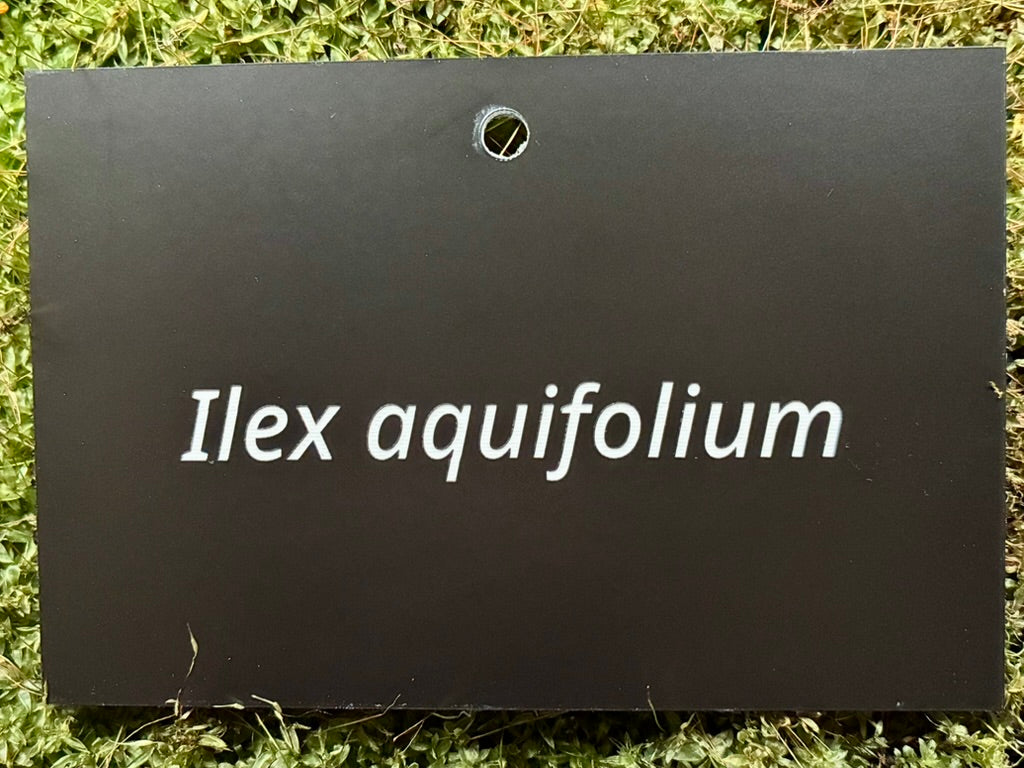 Ilex aquifolium - Plant label