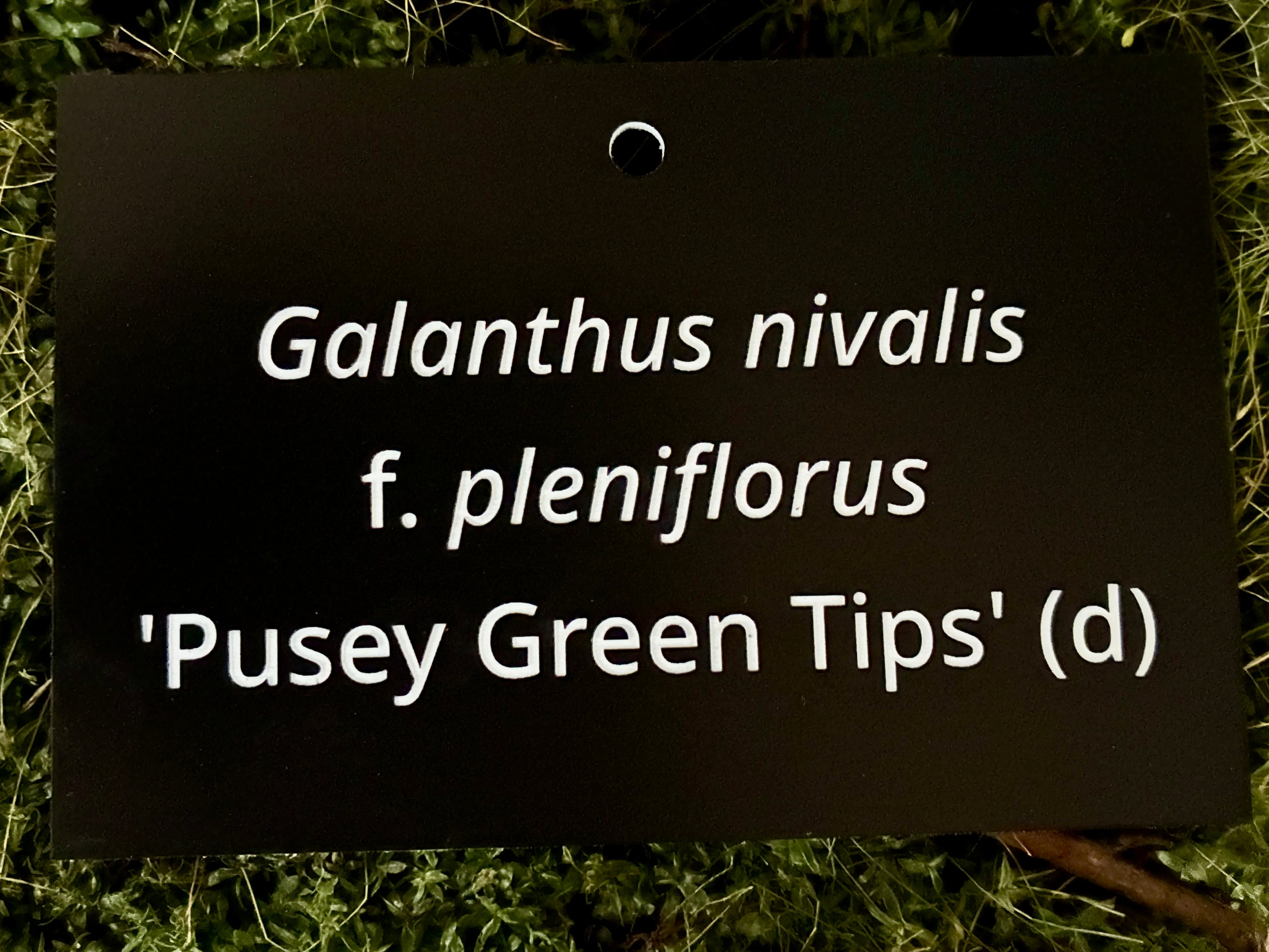 Galanthus nivalis f. pleniflorus 'Pusey Green Tips' (d) - Plant label