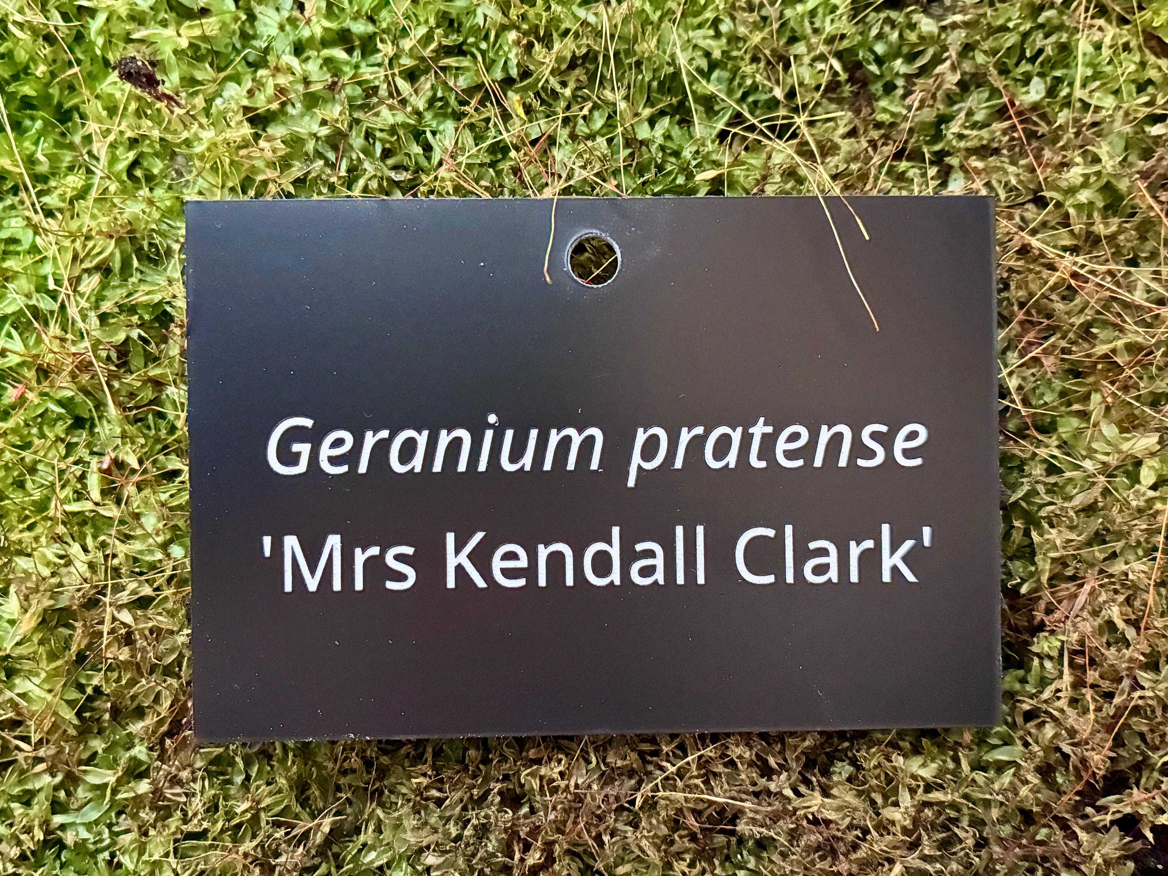 Geranium pratense 'Mrs Kendall Clark' - Plant label