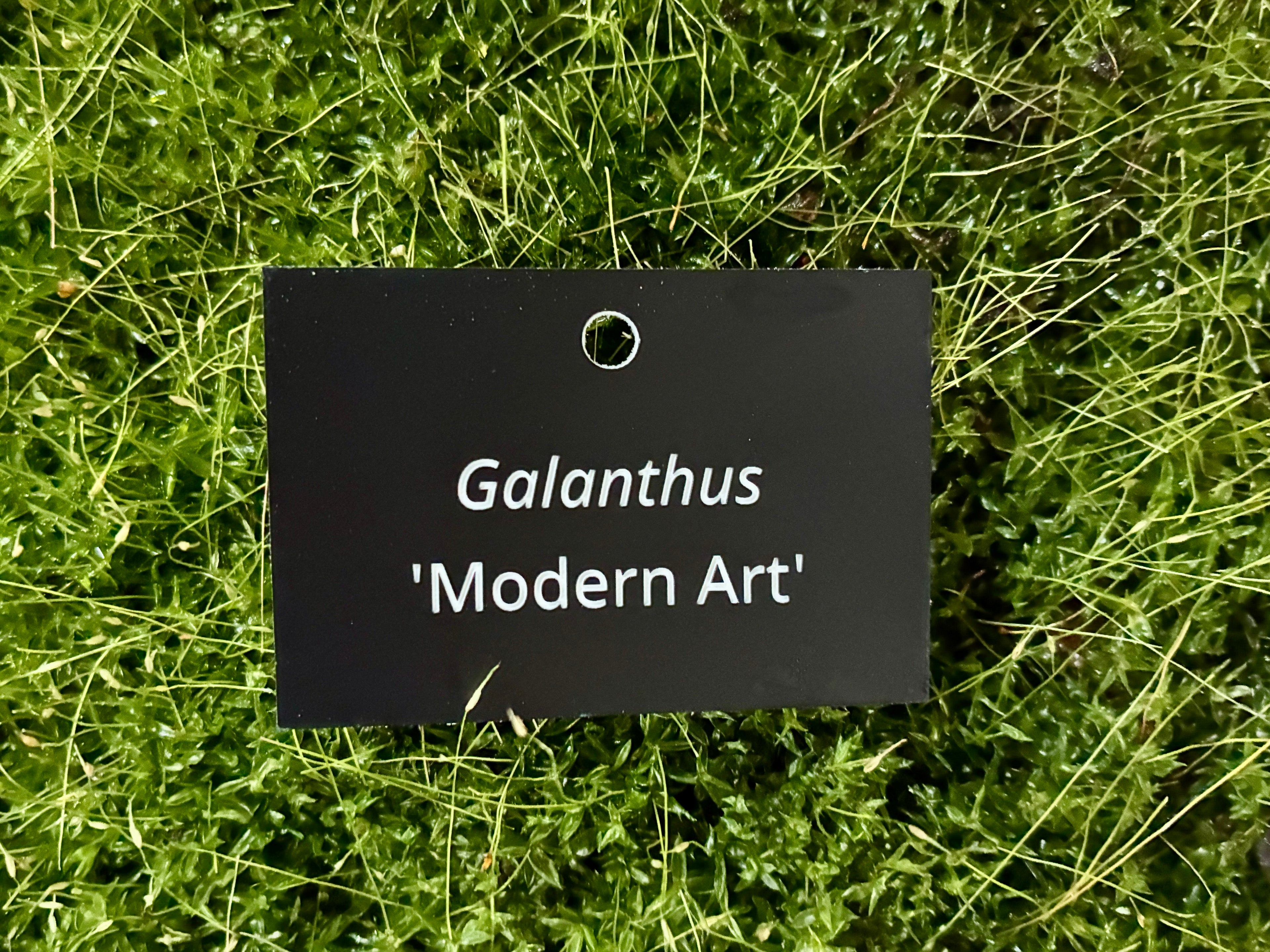 Galanthus 'Modern Art' - Plant label
