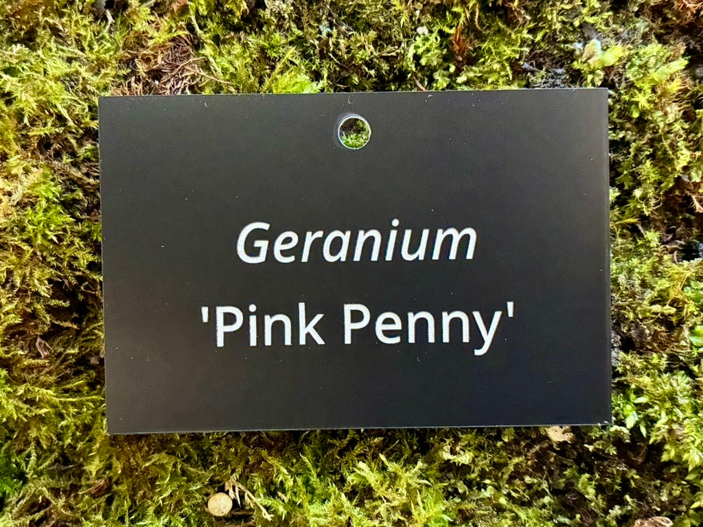 Geranium 'Pink Penny' - Plant label