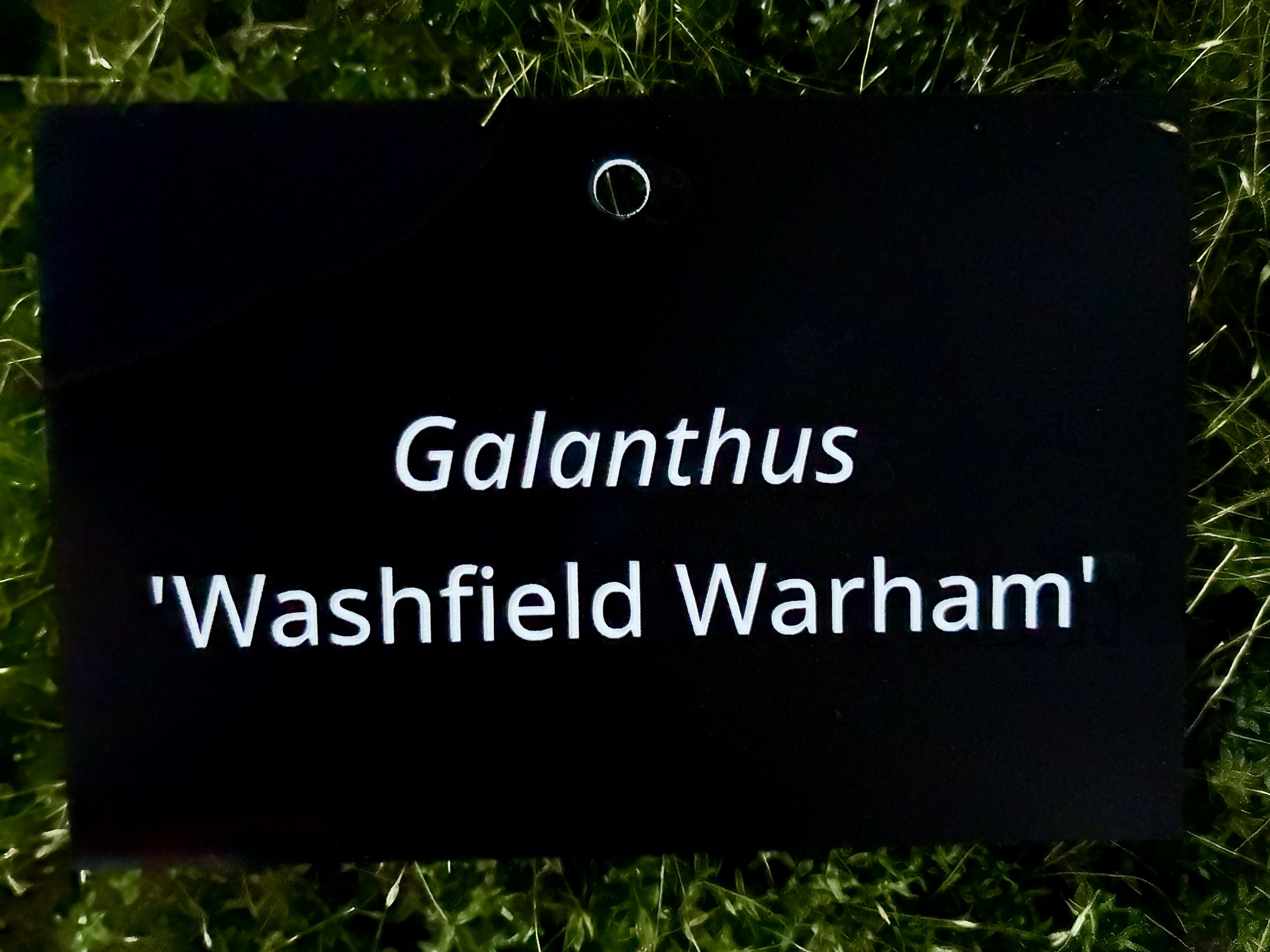 Galanthus 'Washfield Warham' - Plant label