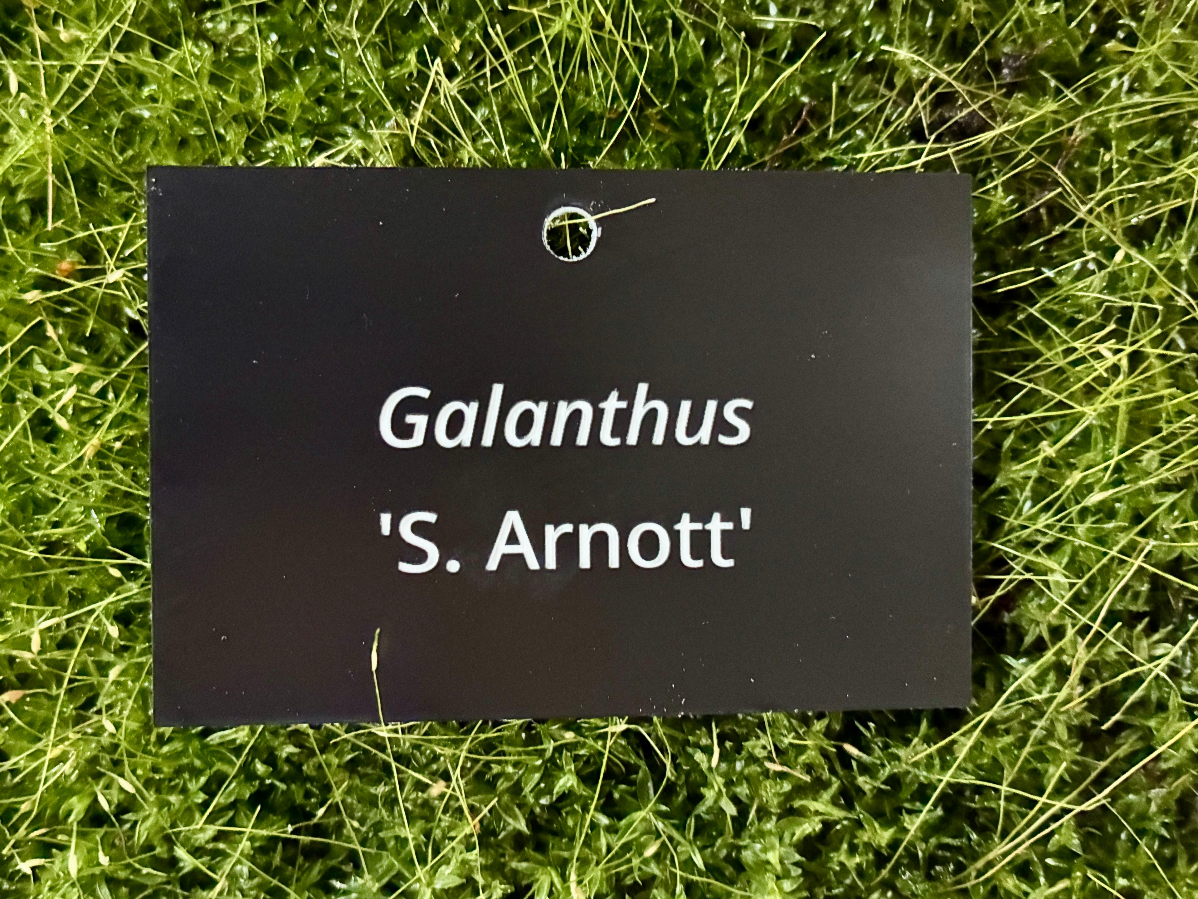 Galanthus 'S. Arnott' - Plant label