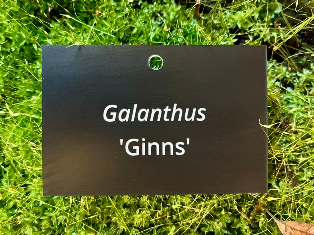 Galanthus 'Ginns' - Plant label