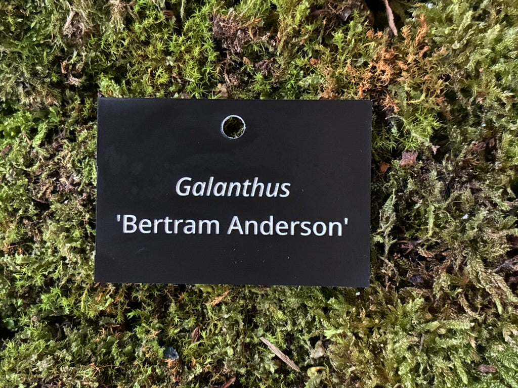 Galanthus 'Bertram Anderson' - Plant label