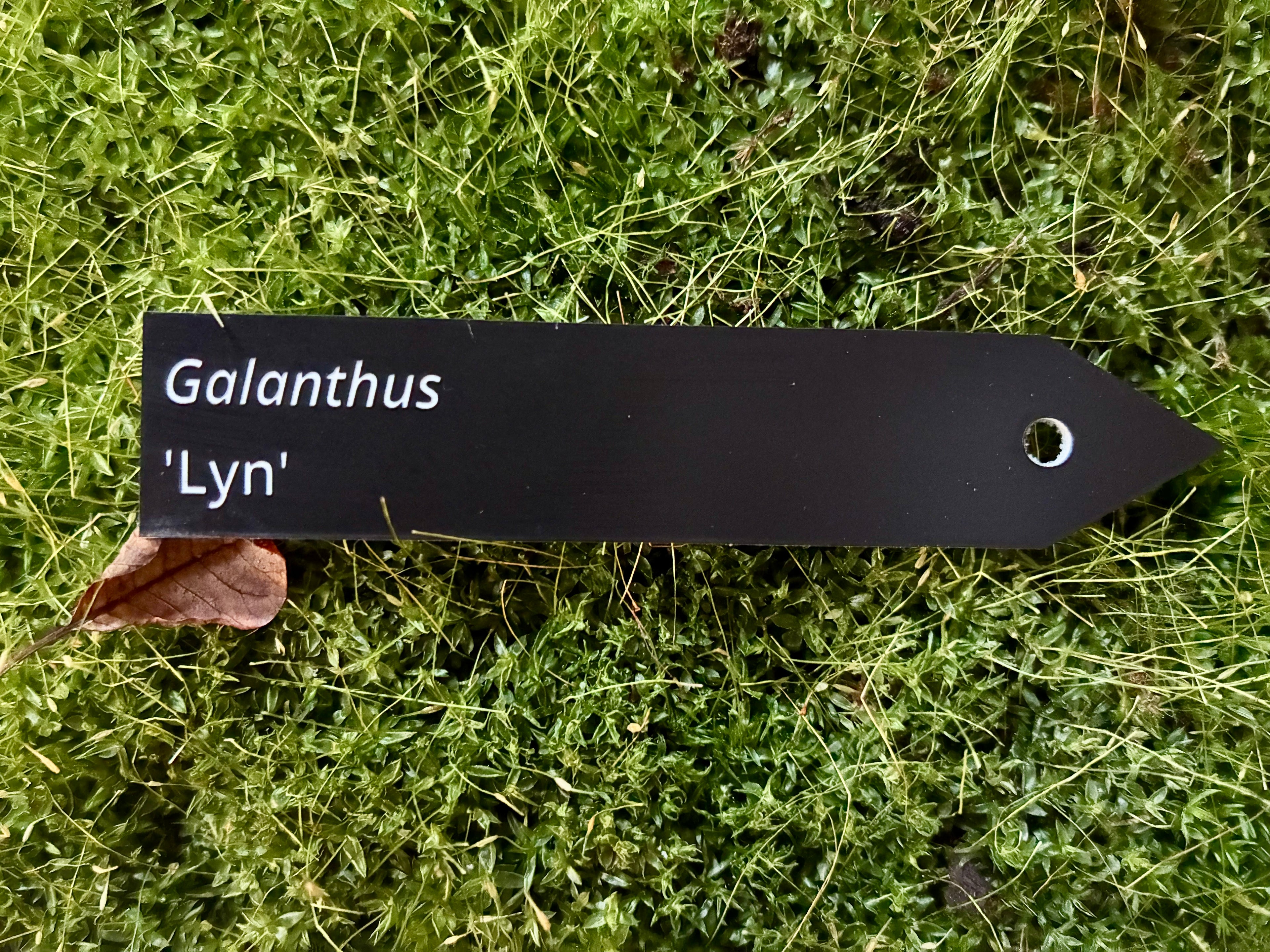 Galanthus 'Lyn' - Plant label