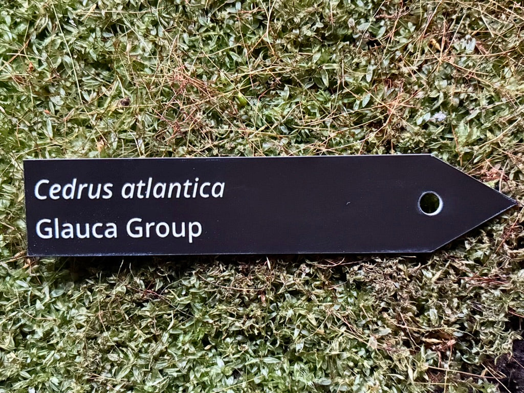 Cedrus atlantica Glauca Group - Plant label