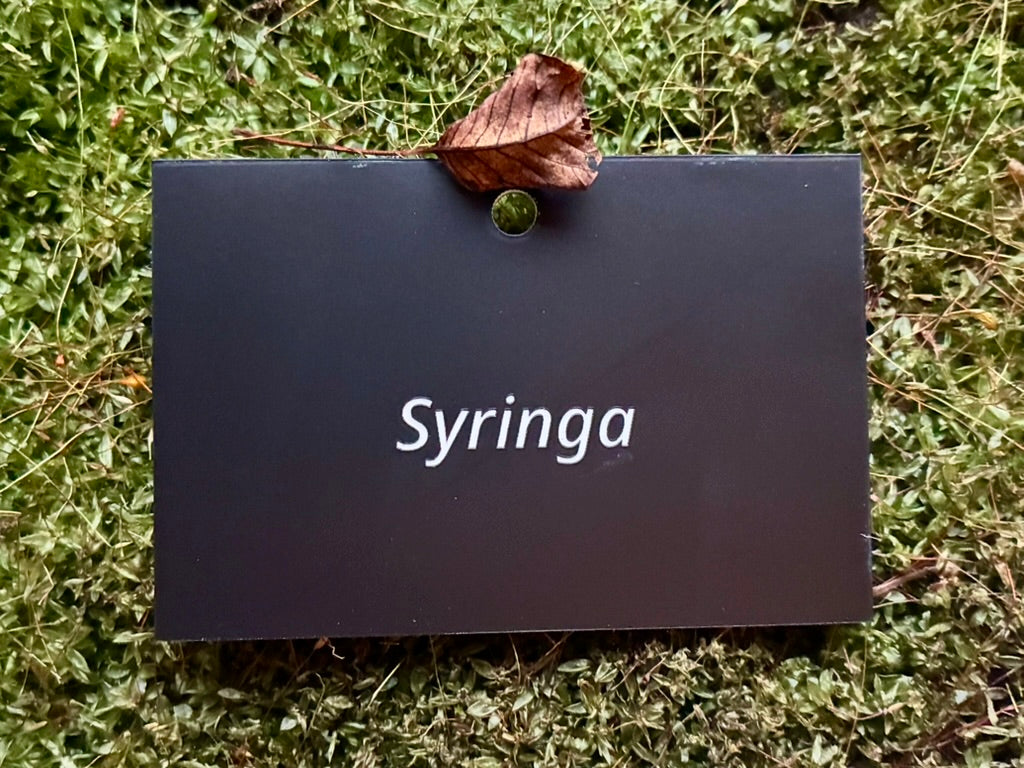 Syringa - Plant label