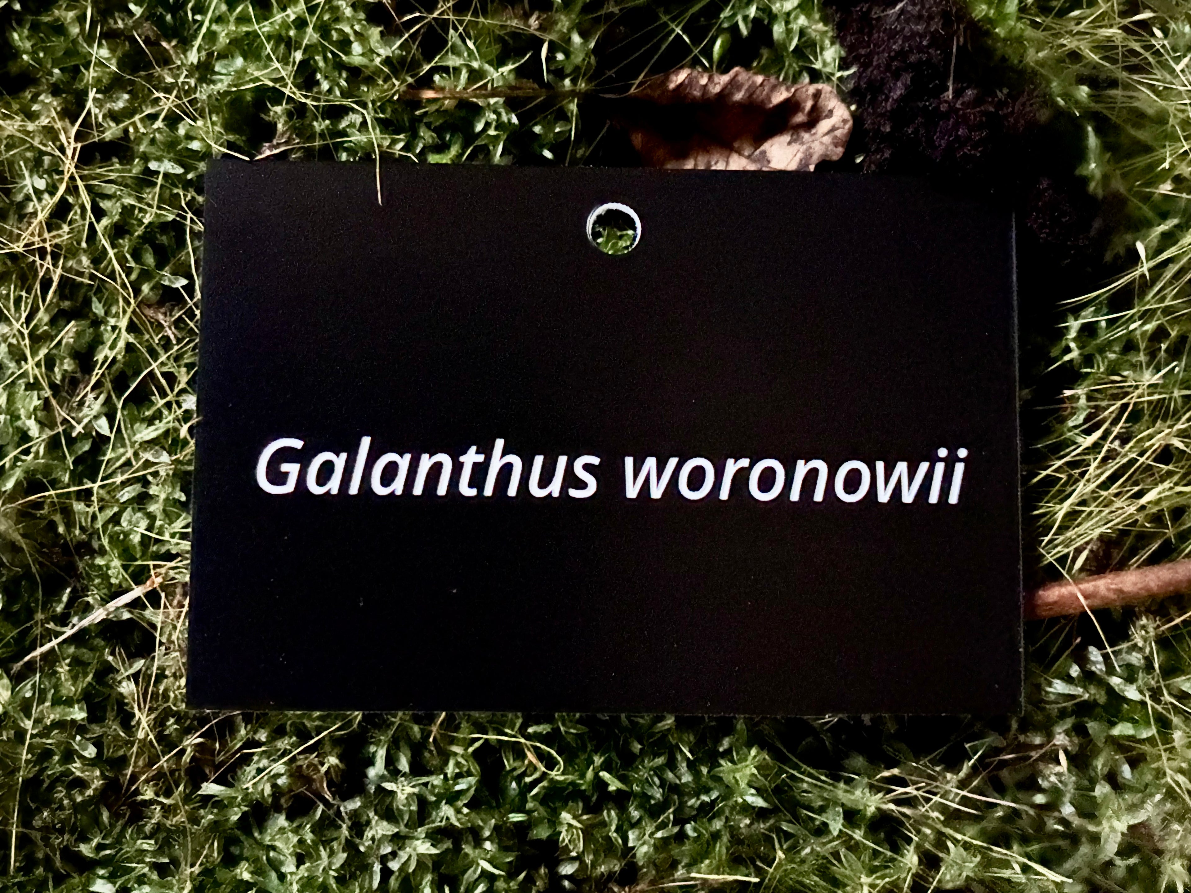 Galanthus woronowii - Plant label