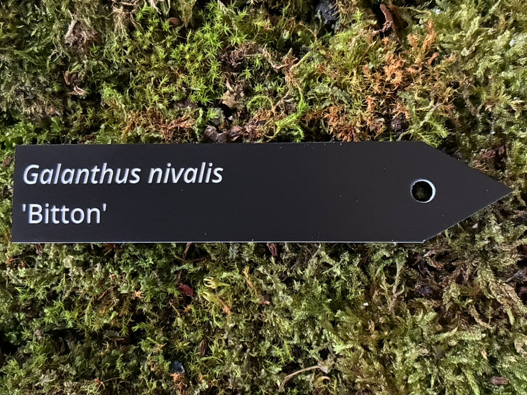 Galanthus nivalis 'Bitton' - Plant label