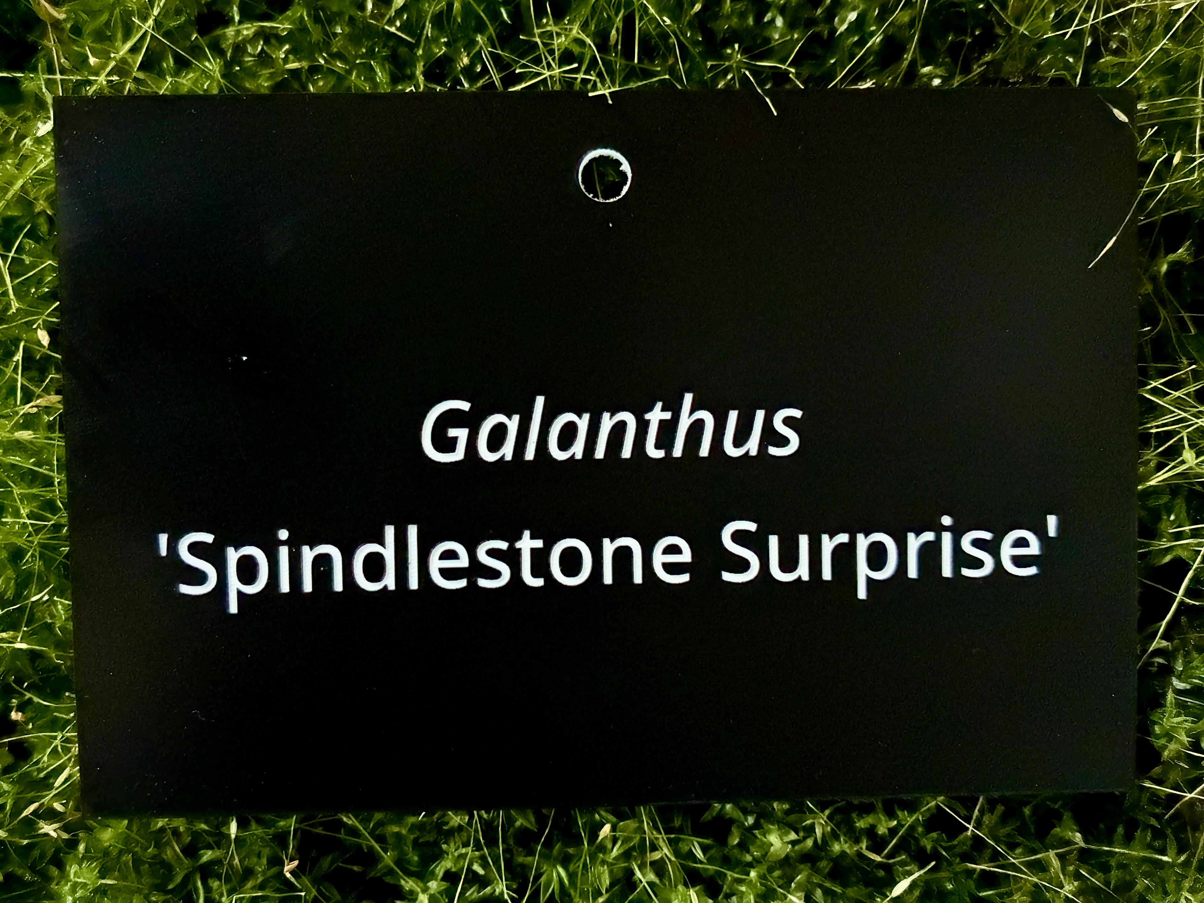 Galanthus 'Spindlestone Surprise' - Plant label