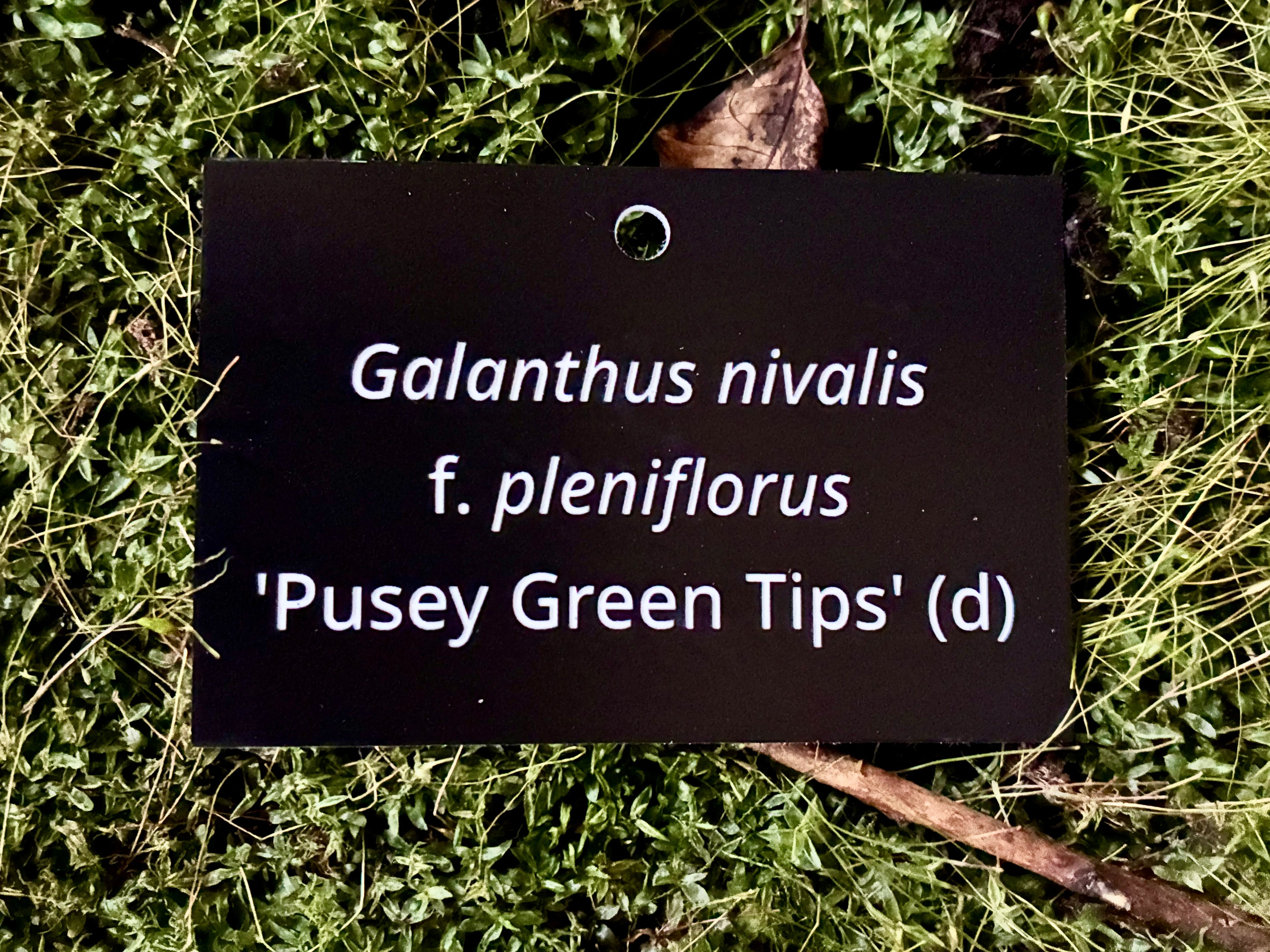 Galanthus nivalis f. pleniflorus 'Pusey Green Tips' (d) - Plant label