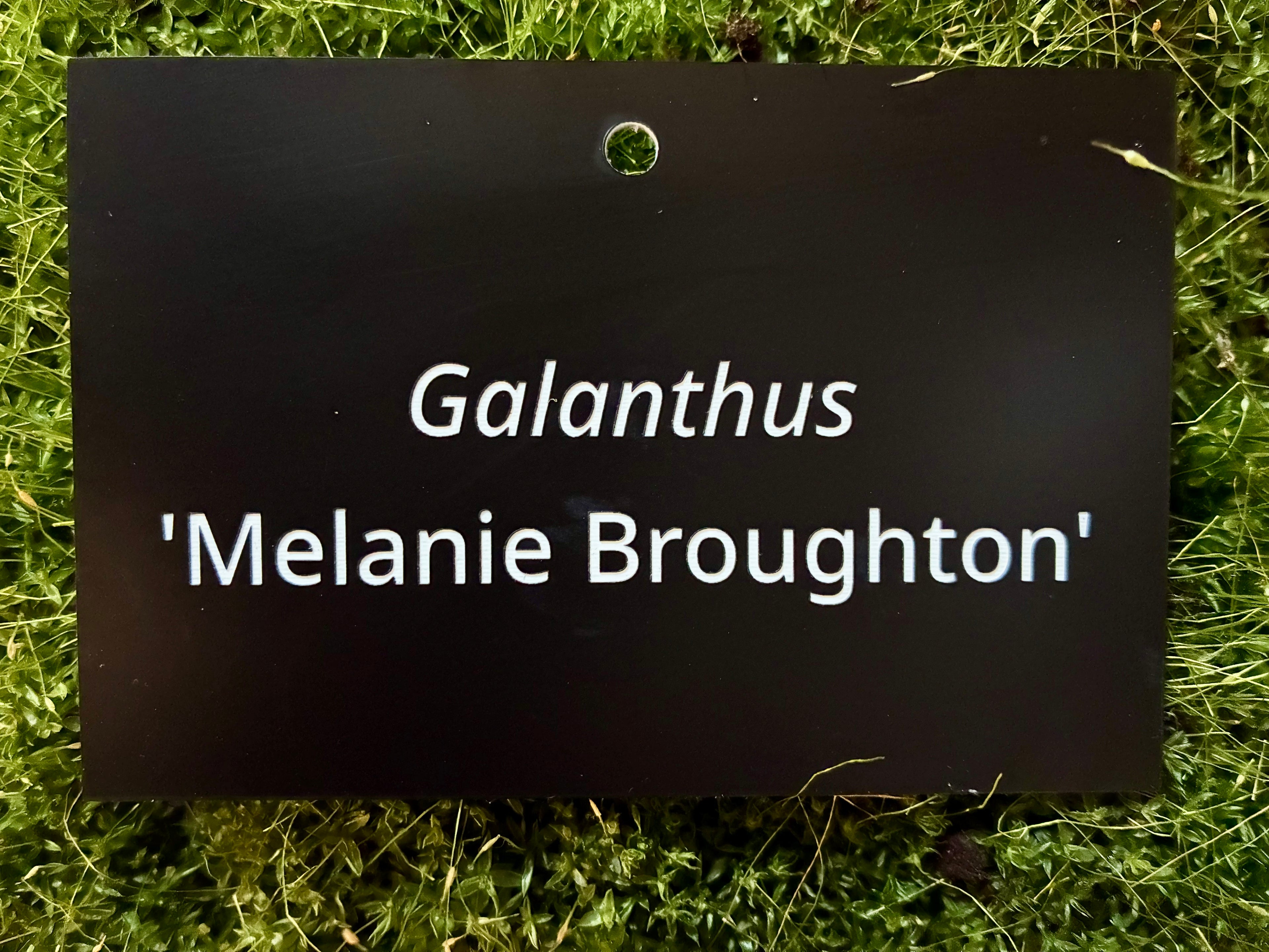 Galanthus 'Melanie Broughton' - Plant label