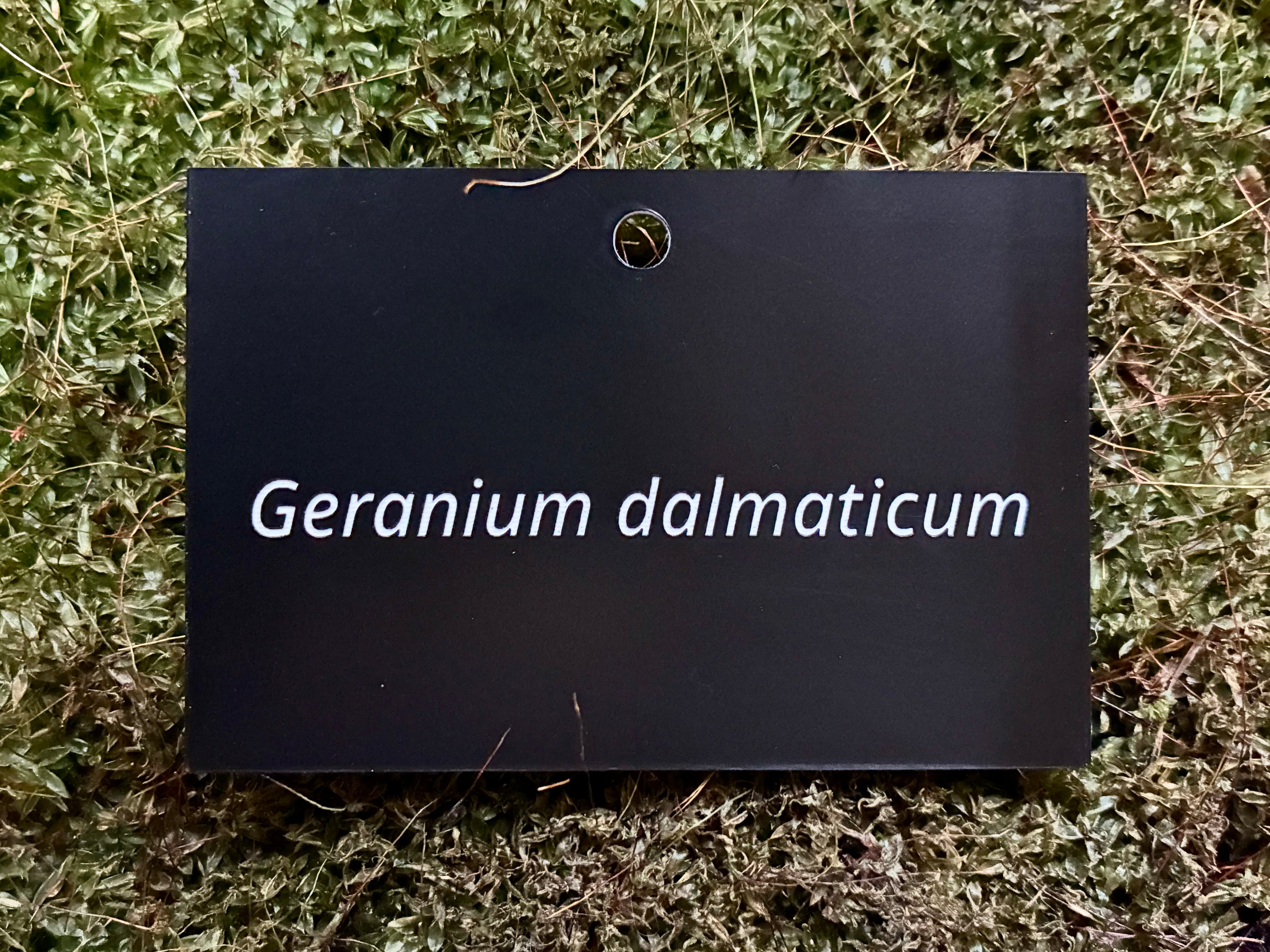 Geranium dalmaticum - Plant label