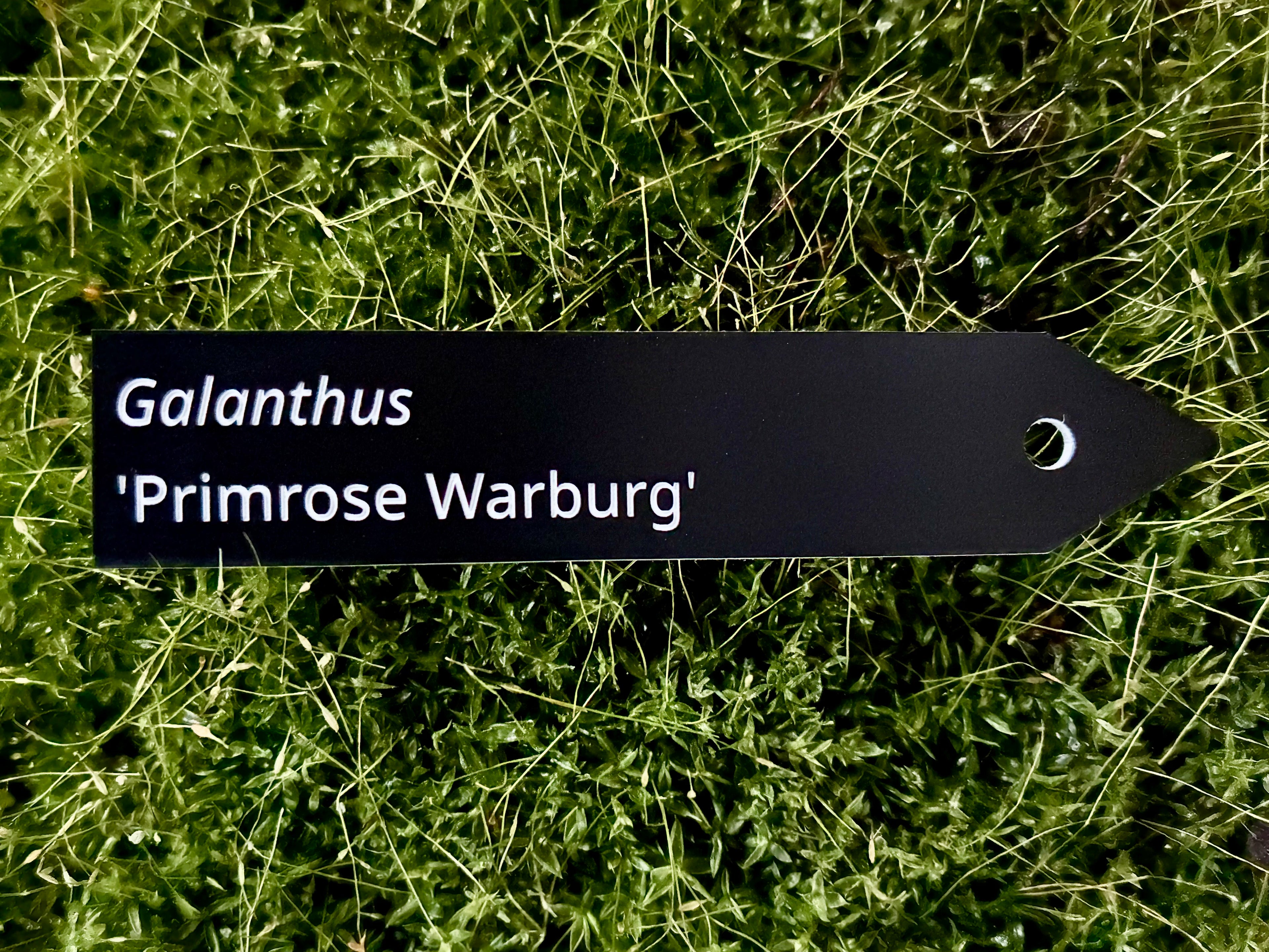 Galanthus 'Primrose Warburg' - Plant label