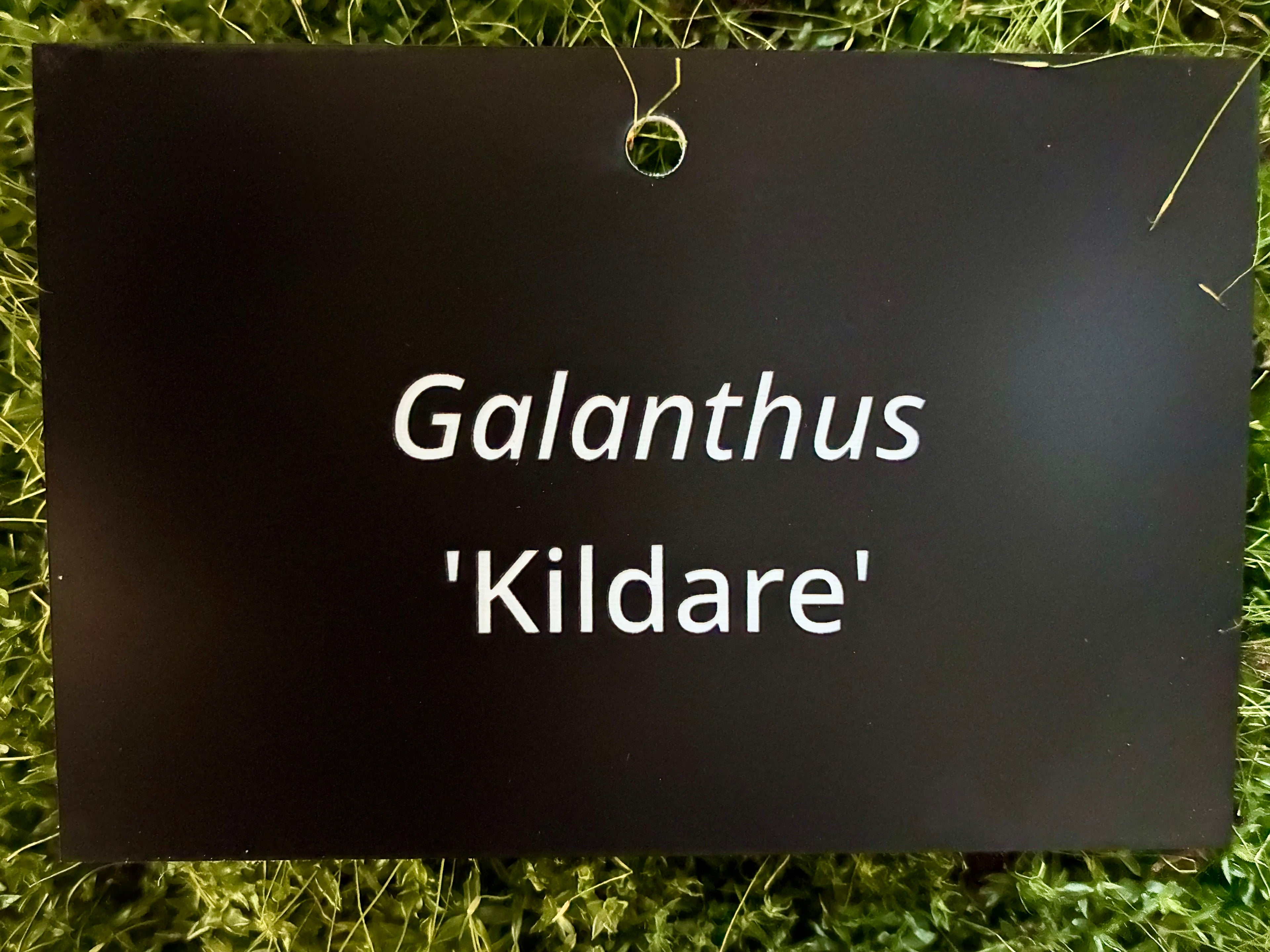 Galanthus 'Kildare' - Plant label