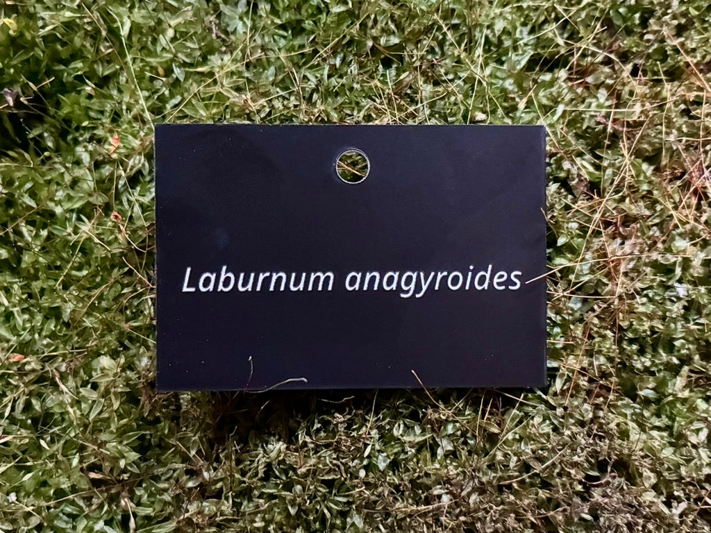 Laburnum anagyroides - Plant label