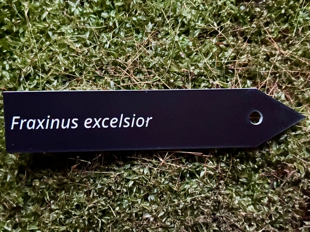 Fraxinus excelsior - Plant label