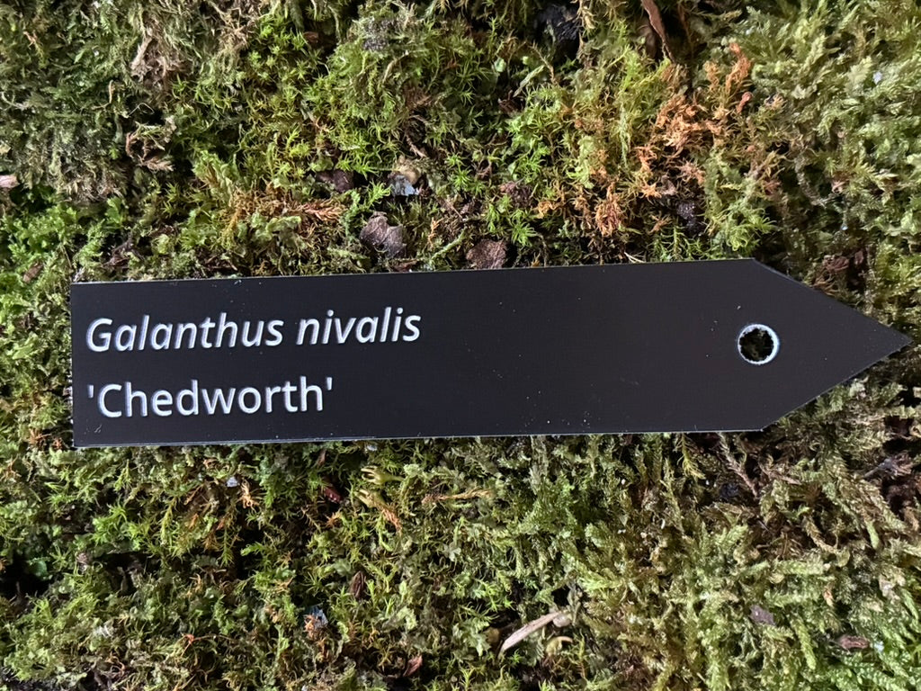 Galanthus nivalis 'Chedworth' - Plant label