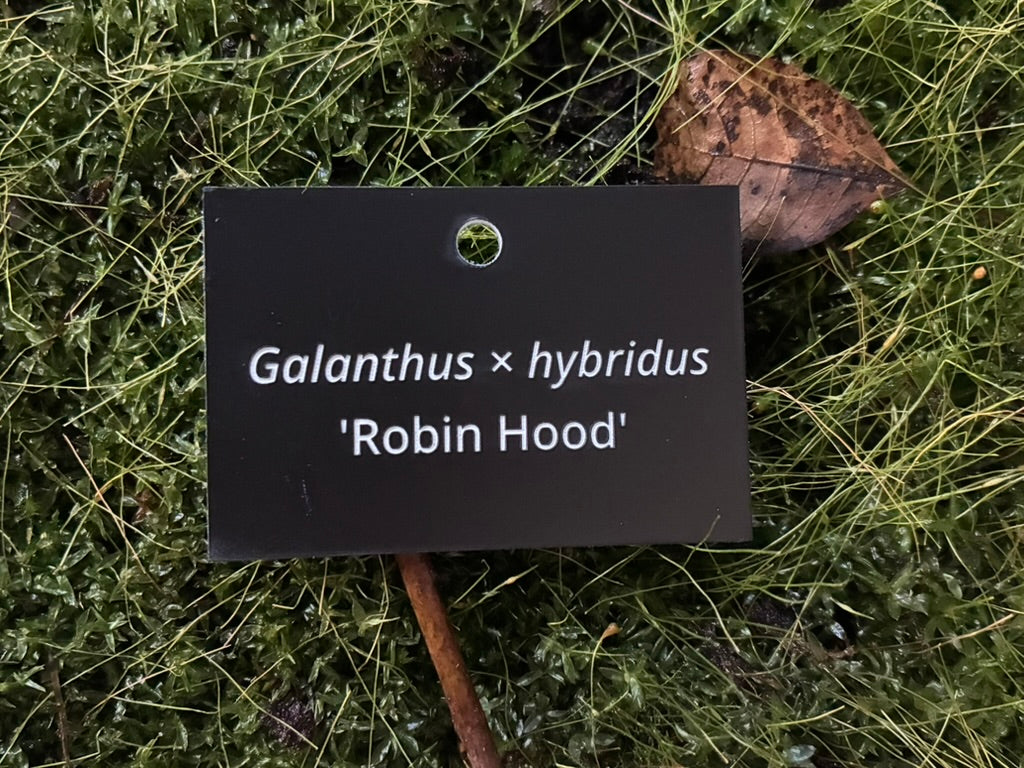 Galanthus × hybridus 'Robin Hood' - Plant label
