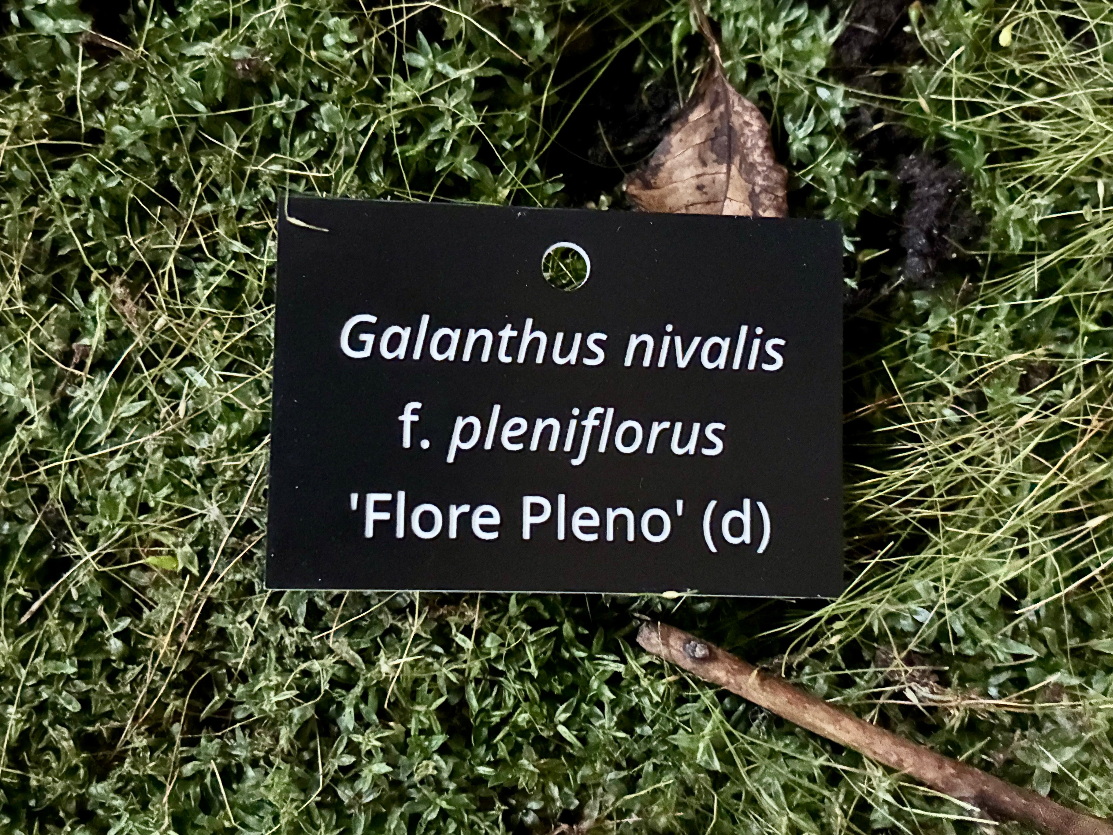 Galanthus nivalis f. pleniflorus 'Flore Pleno' (d) - Plant label