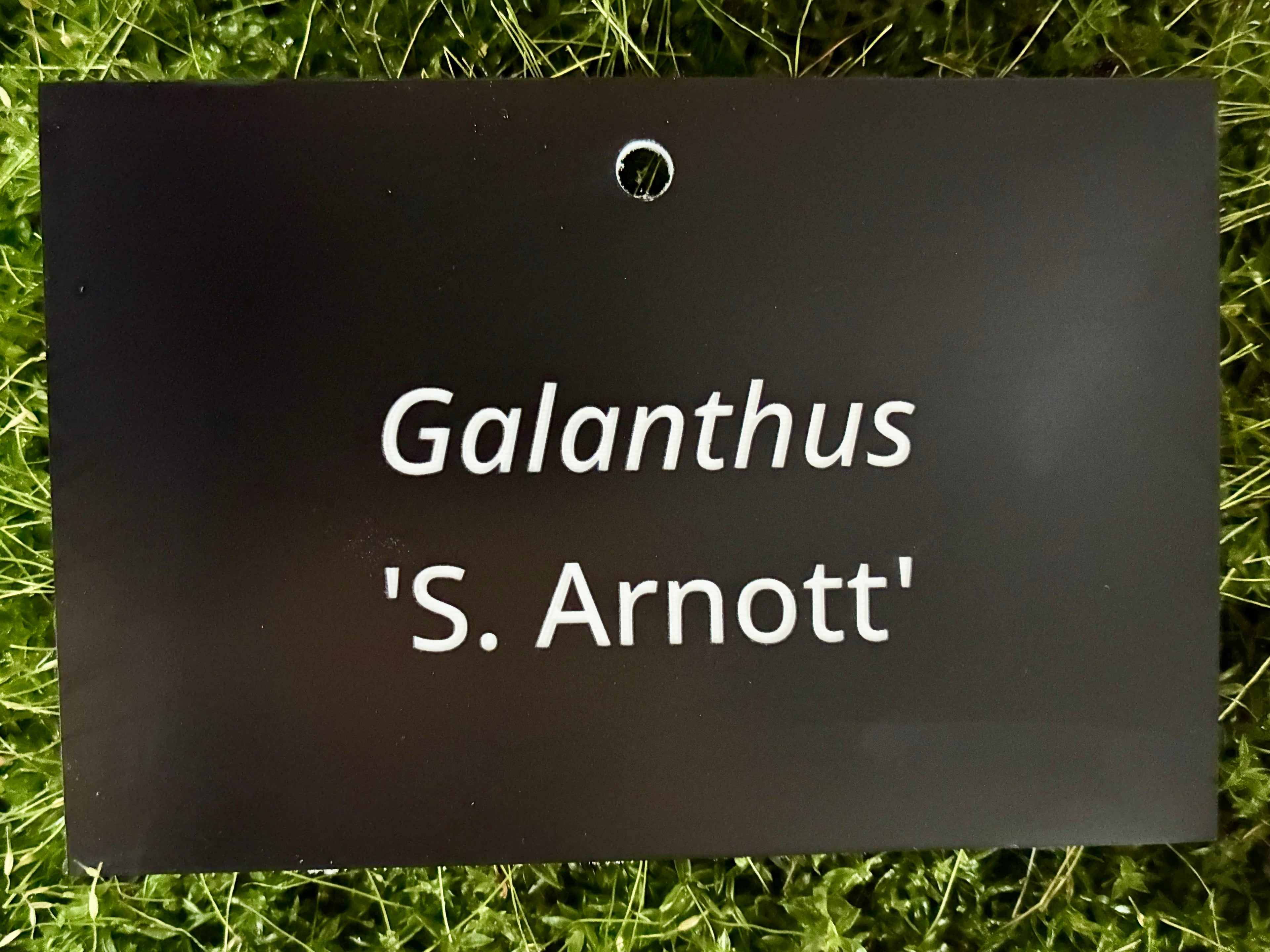Galanthus 'S. Arnott' - Plant label