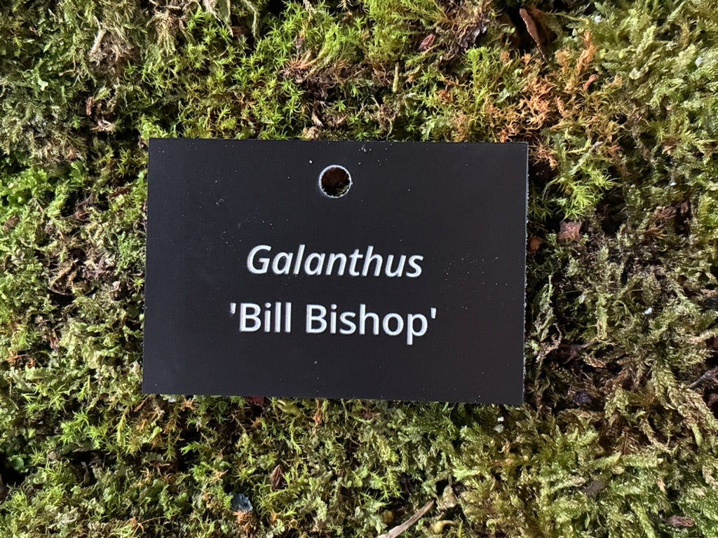 Galanthus 'Bill Bishop' - Plant label