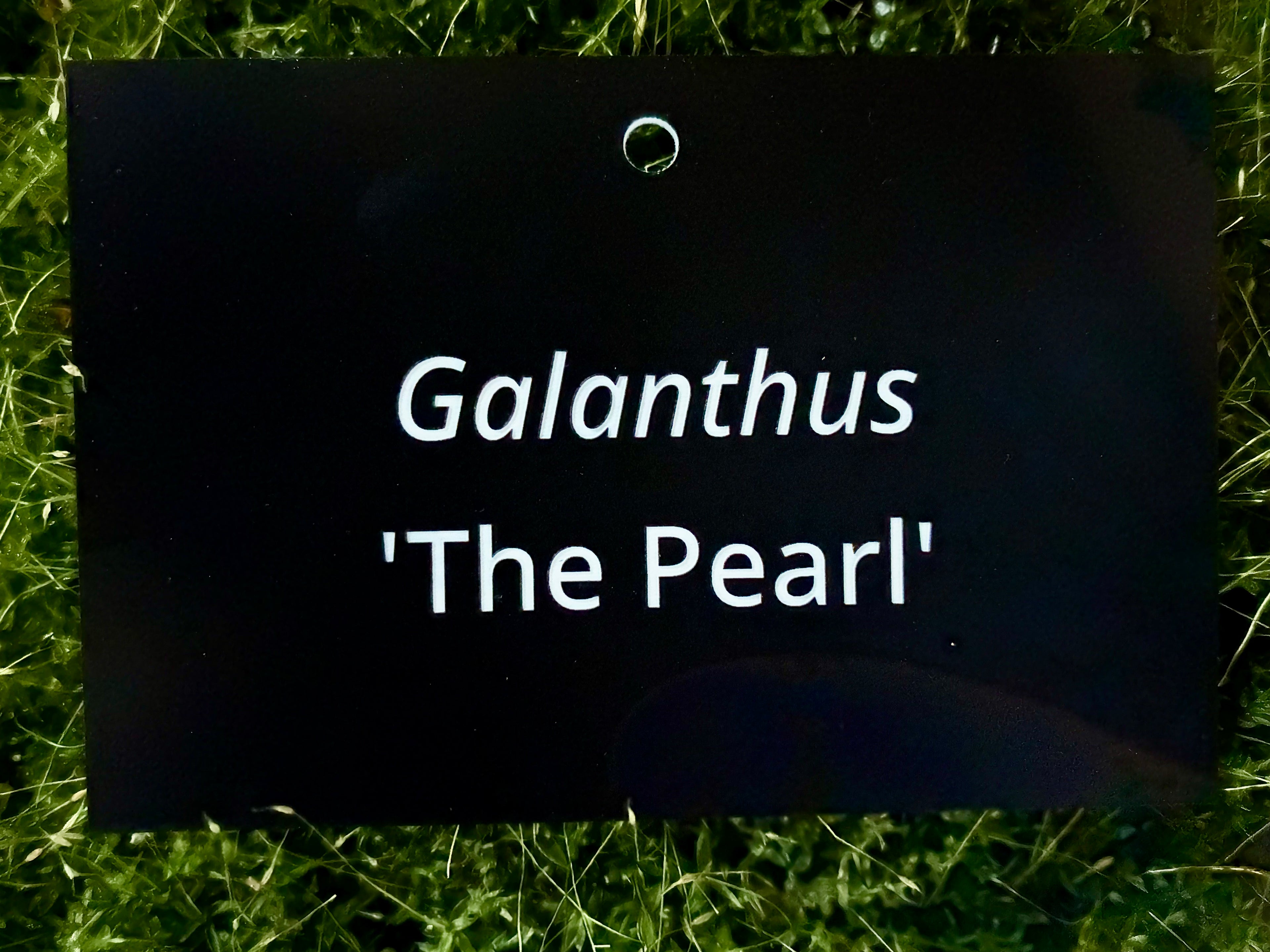 Galanthus 'The Pearl' - Plant label