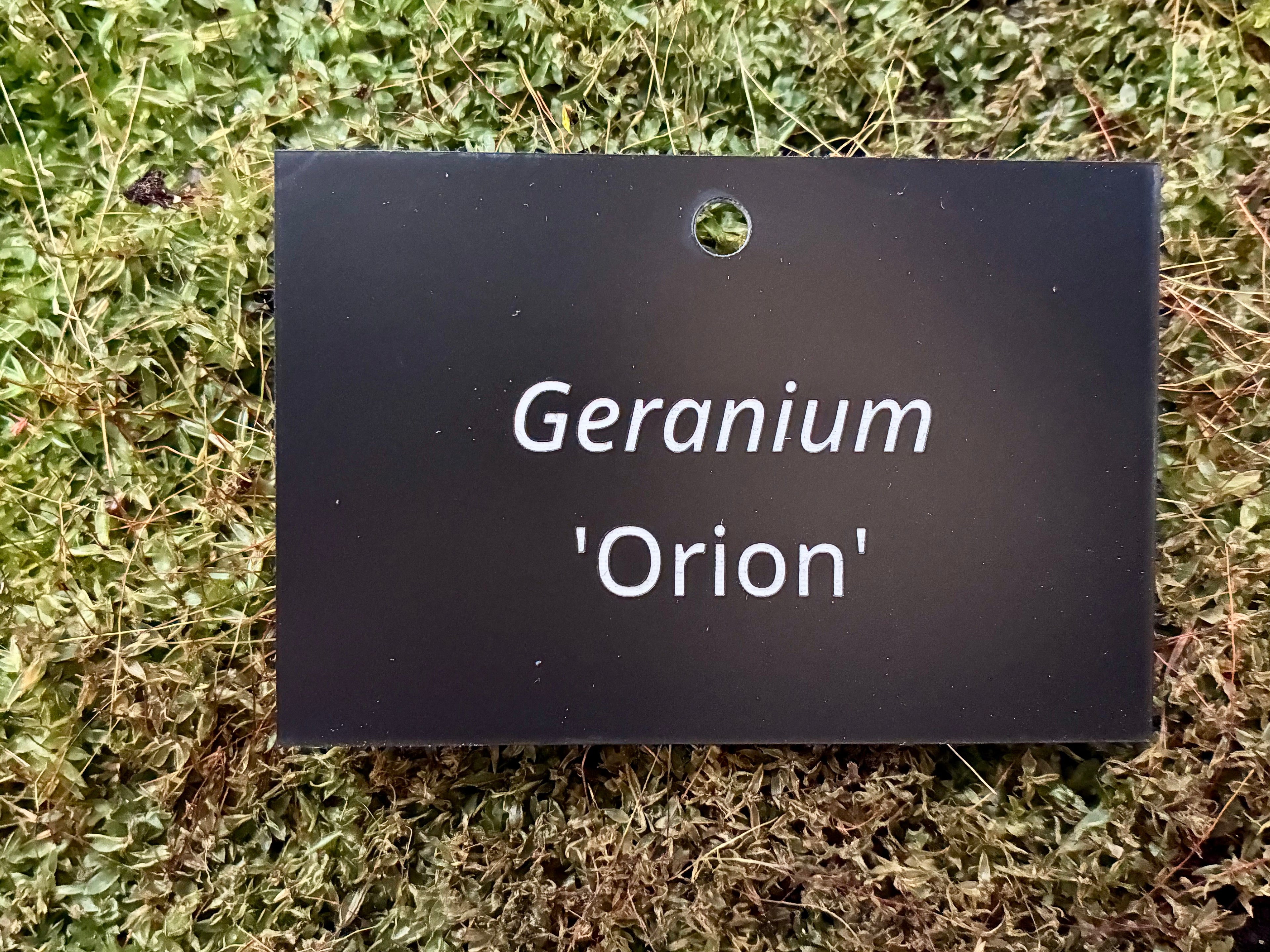 Geranium 'Orion' - Plant label