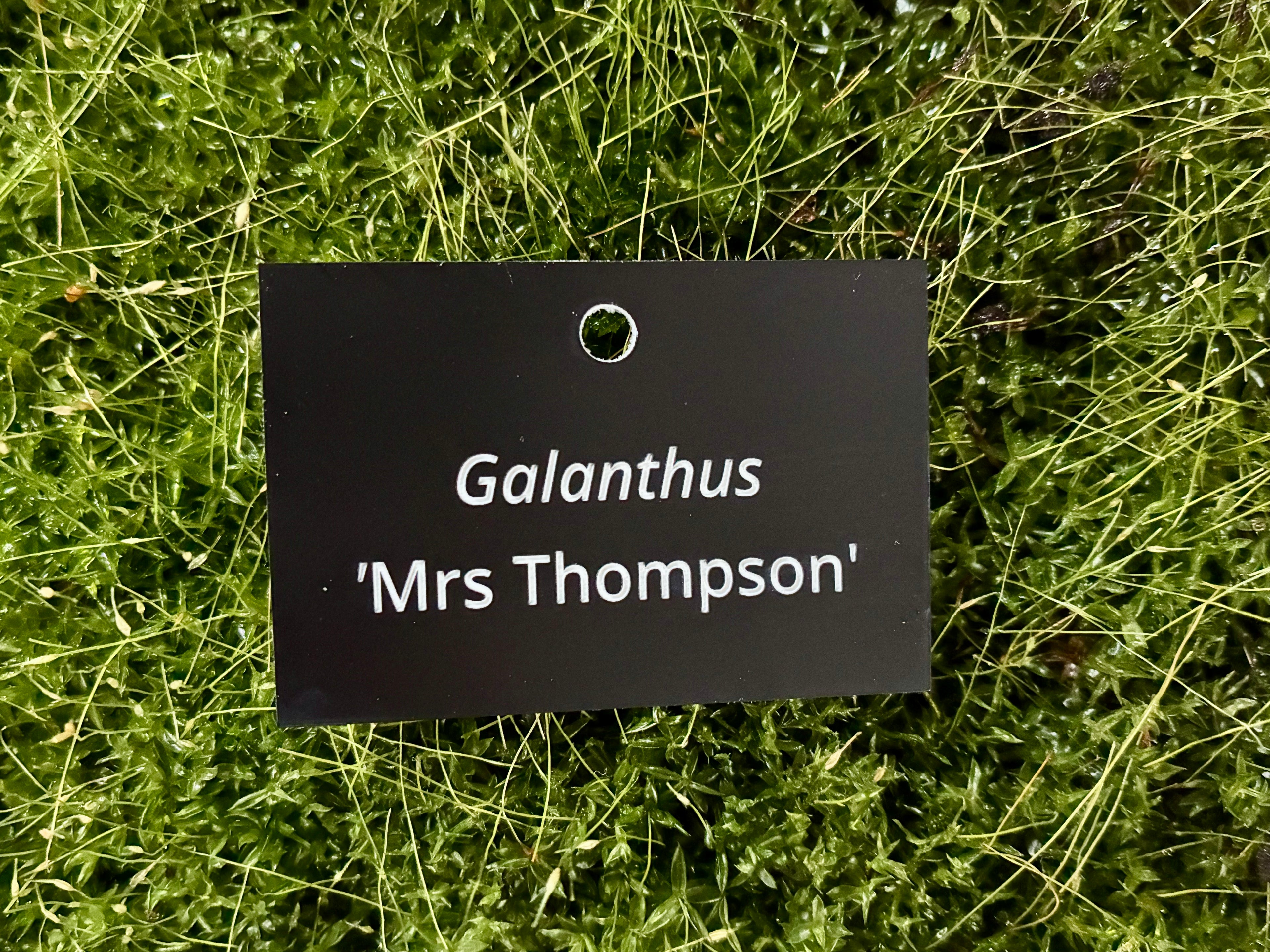 Galanthus 'Mrs Thompson' - Plant label