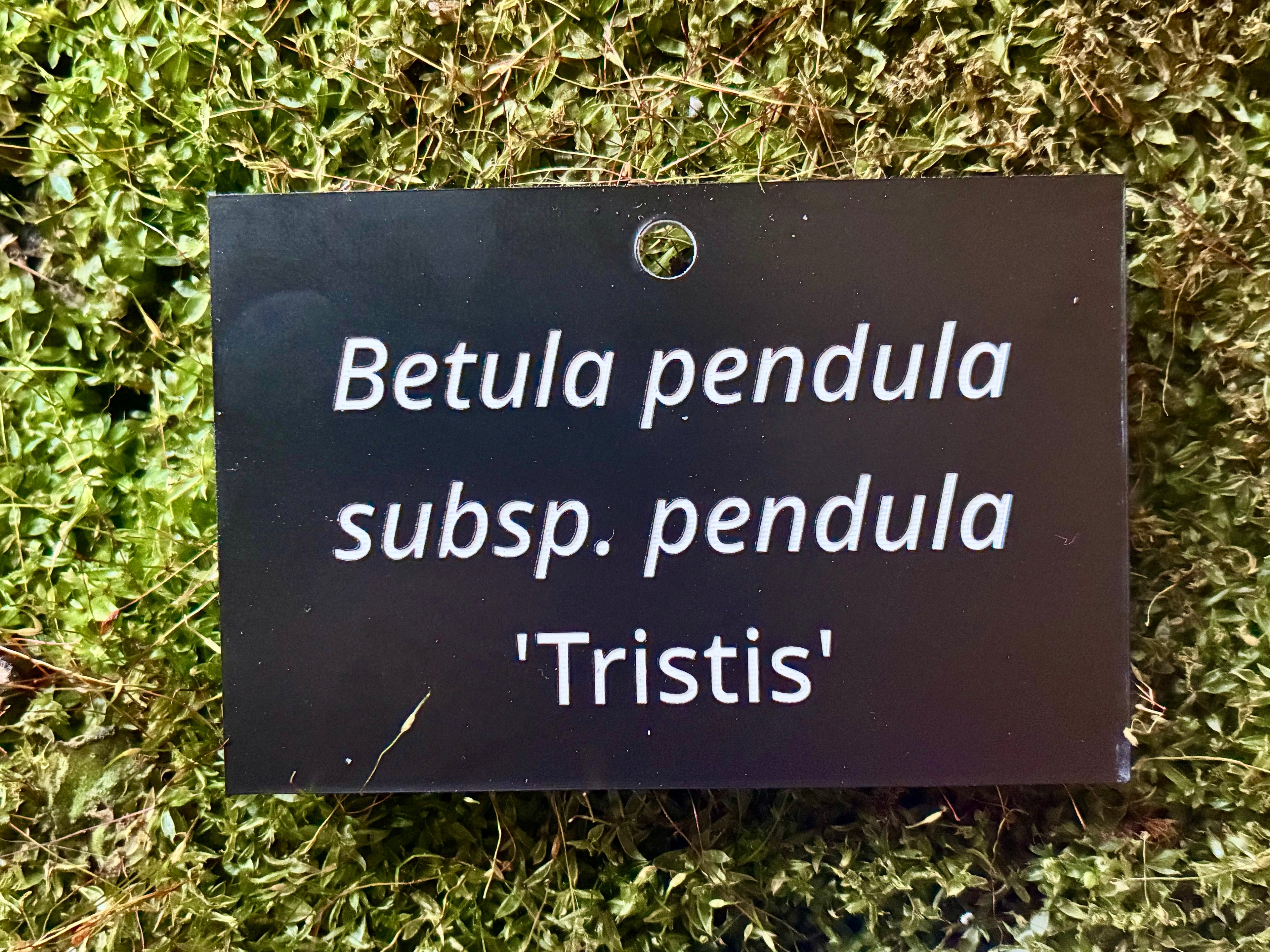 Betula pendula subsp. pendula 'Tristis' - Plant label