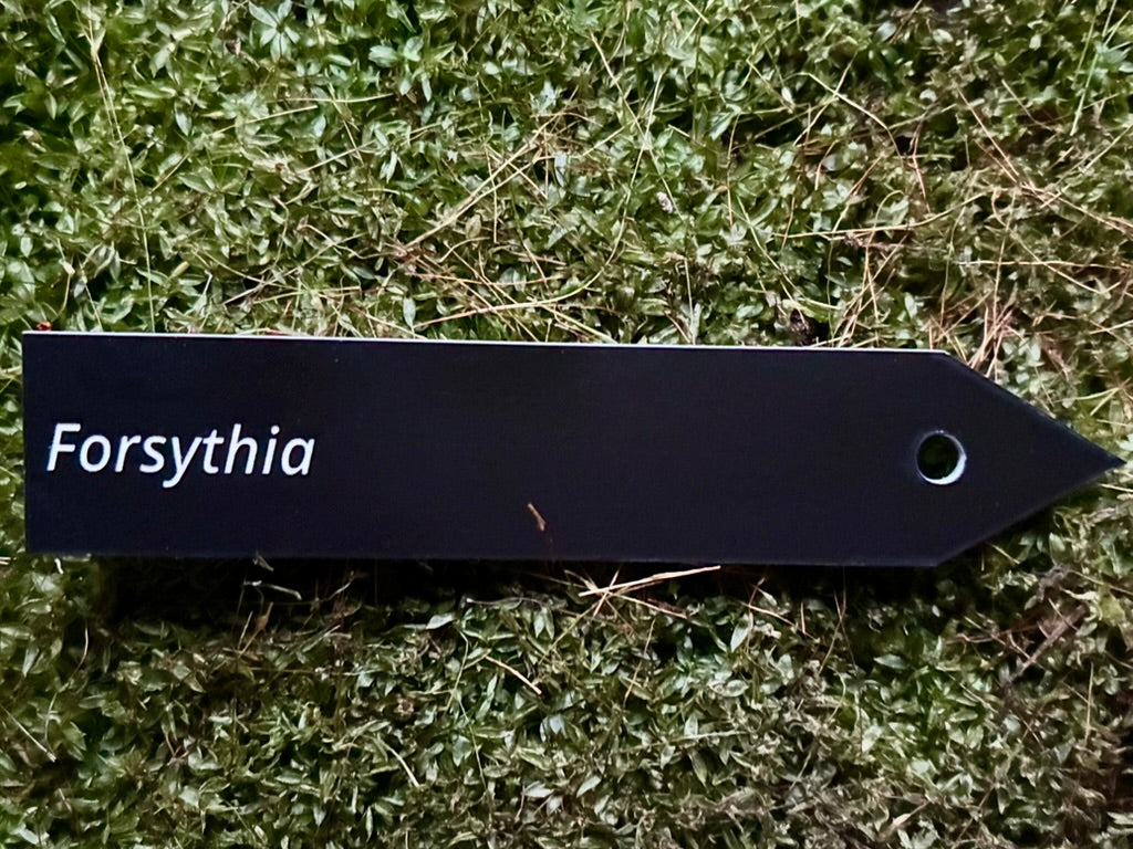Forsythia - Plant label