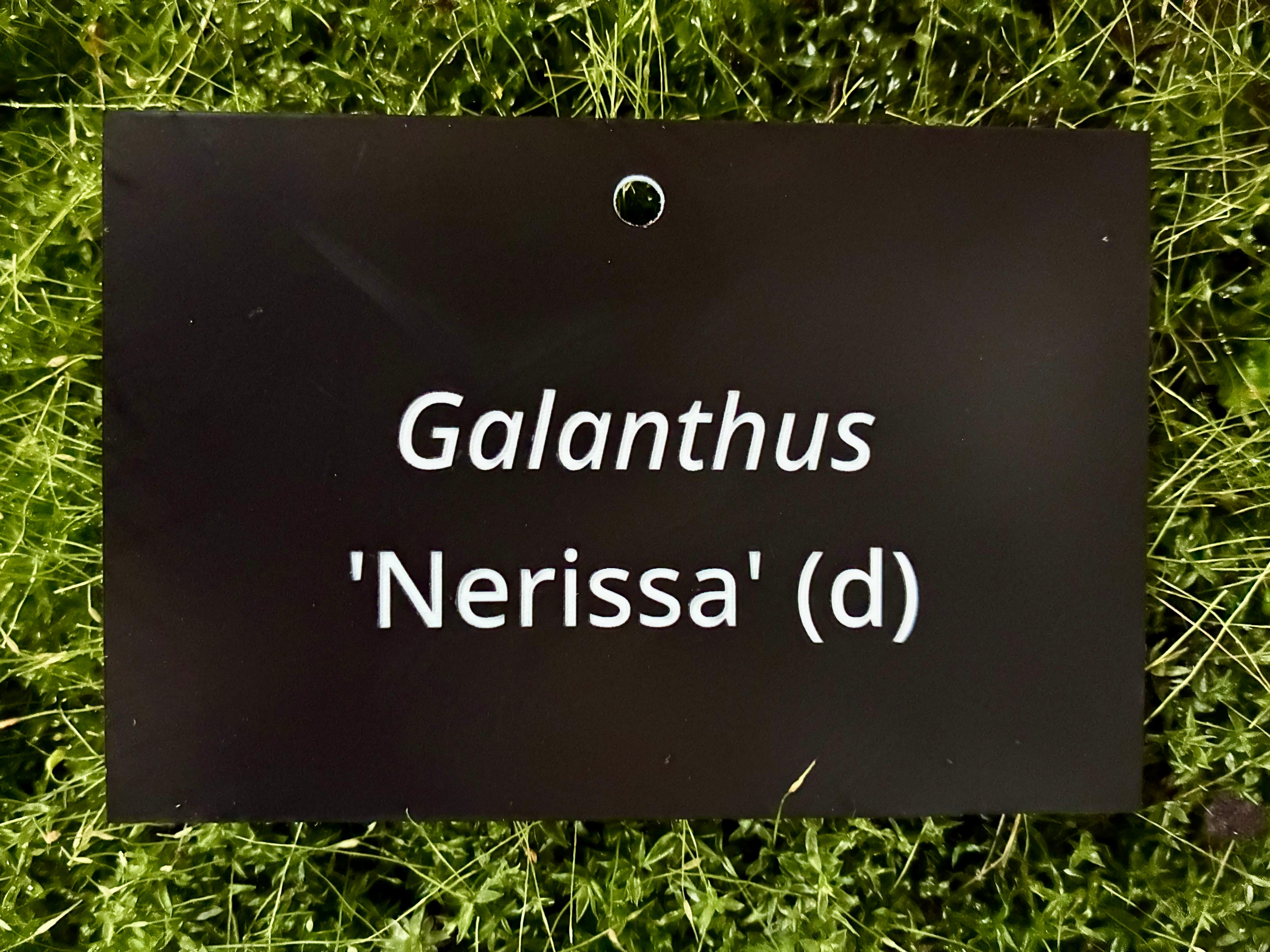 Galanthus 'Nerissa' (d) - Plant label