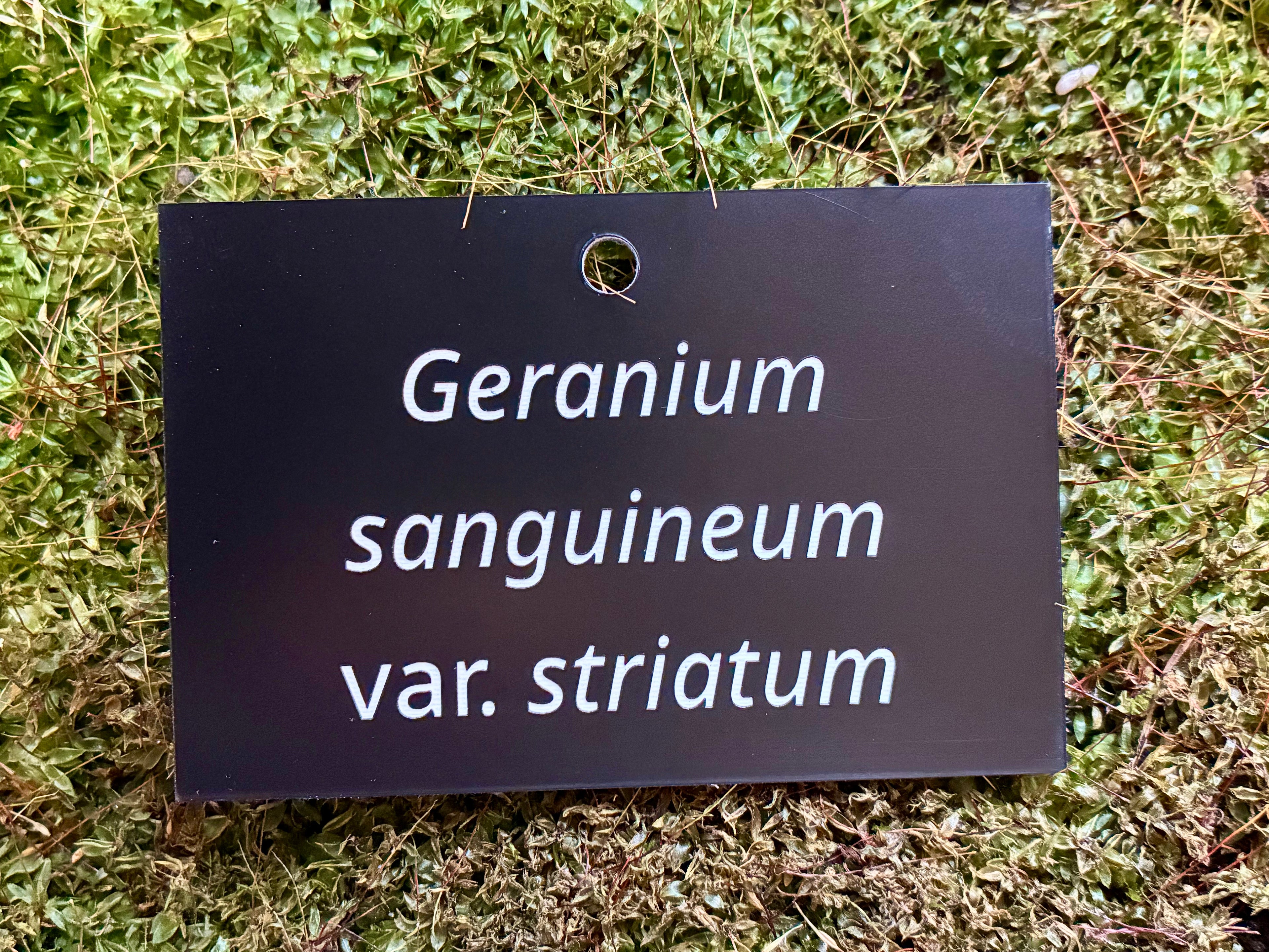Geranium sanguineum var. striatum - Plant label