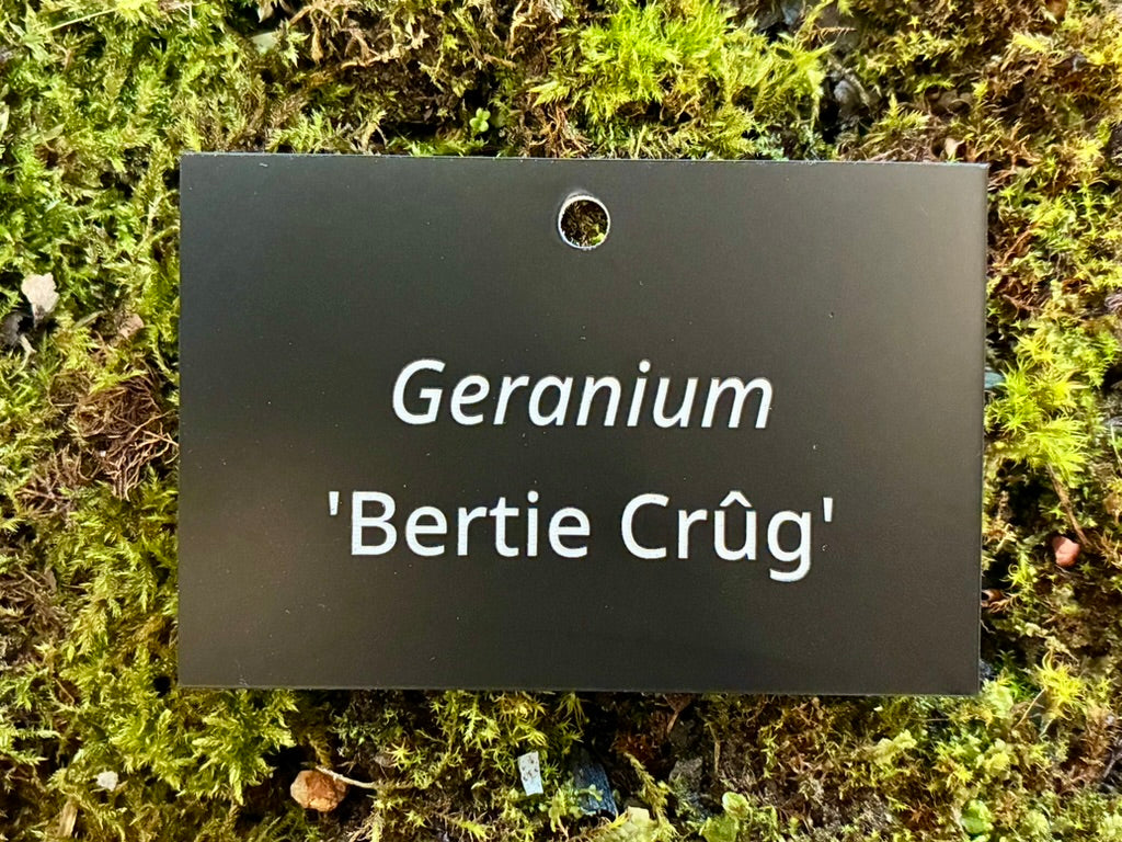 Geranium 'Bertie Crûg' - Plant label