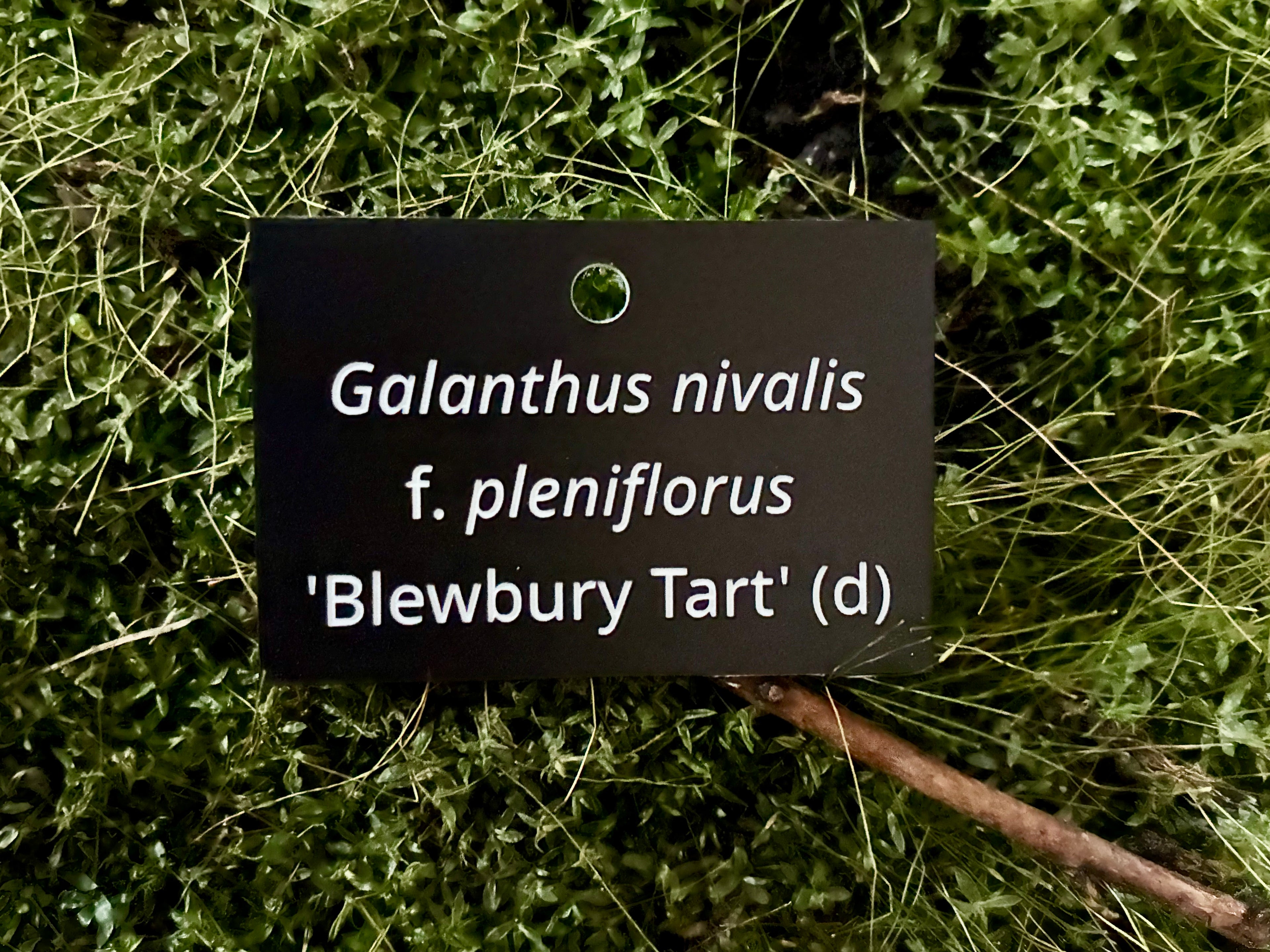 Galanthus nivalis f. pleniflorus 'Blewbury Tart' (d) - Plant label