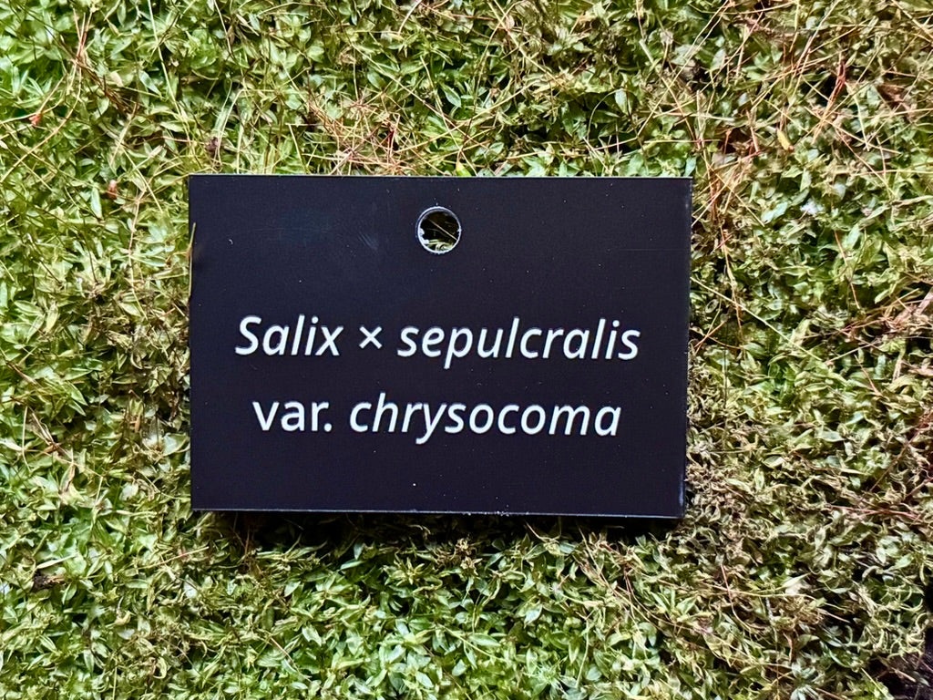 Salix × sepulcralis var. chrysocoma - Plant label