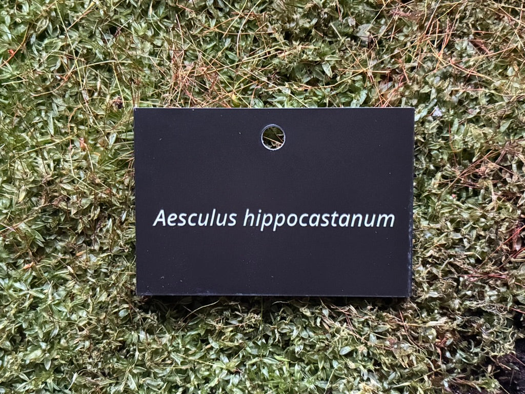 Aesculus hippocastanum - Plant label