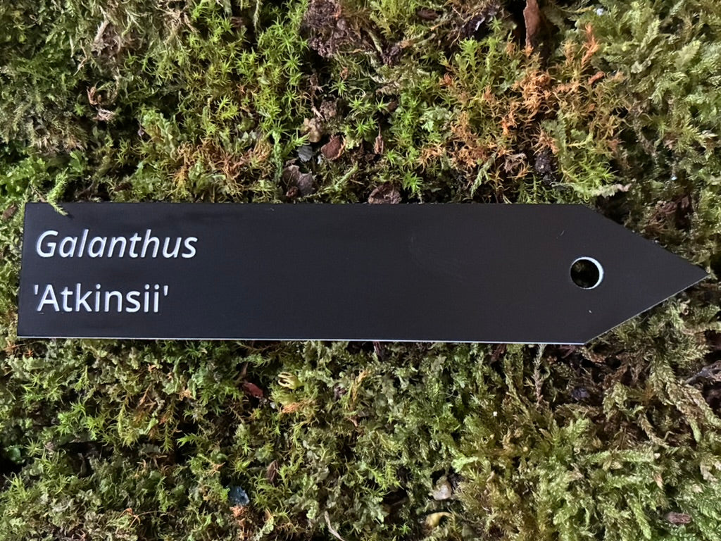 Galanthus 'Atkinsii' - Plant label