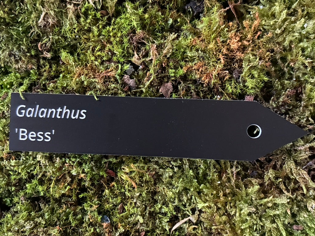 Galanthus 'Bess' - Plant label