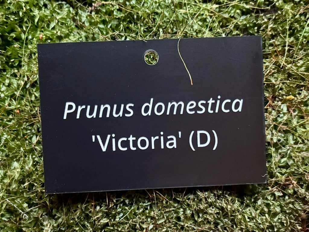 Prunus domestica 'Victoria' (D) - Plant label