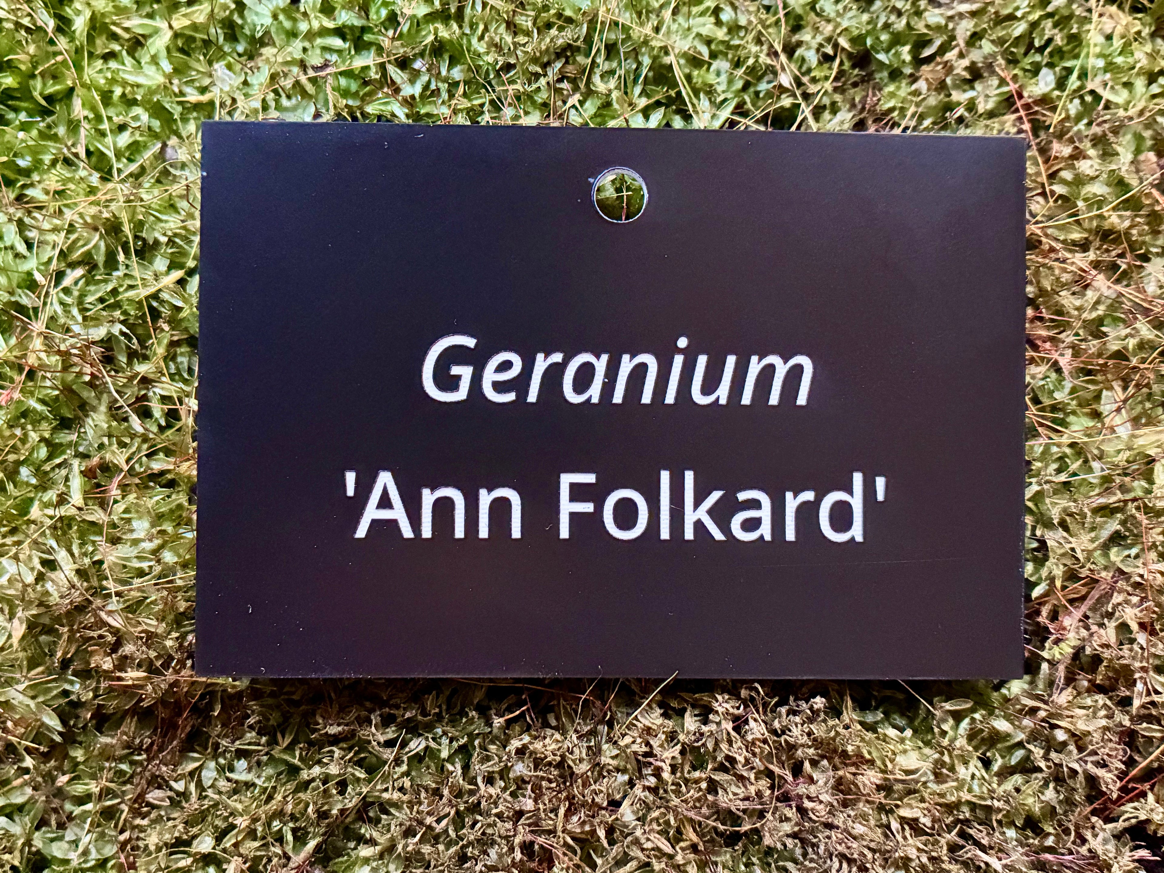Geranium 'Ann Folkard' - Plant label