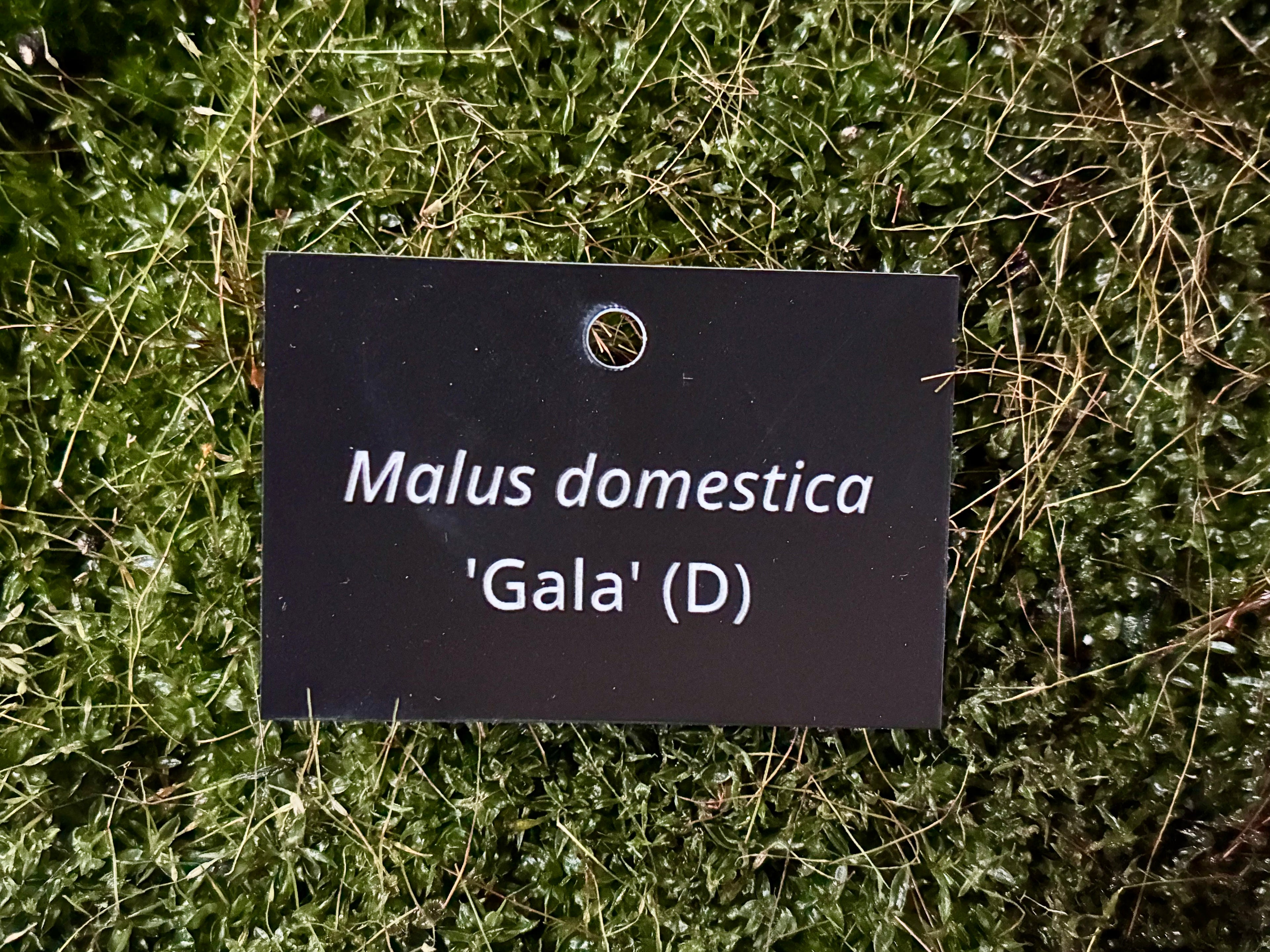 Malus domestica 'Gala' (D) - Plant label