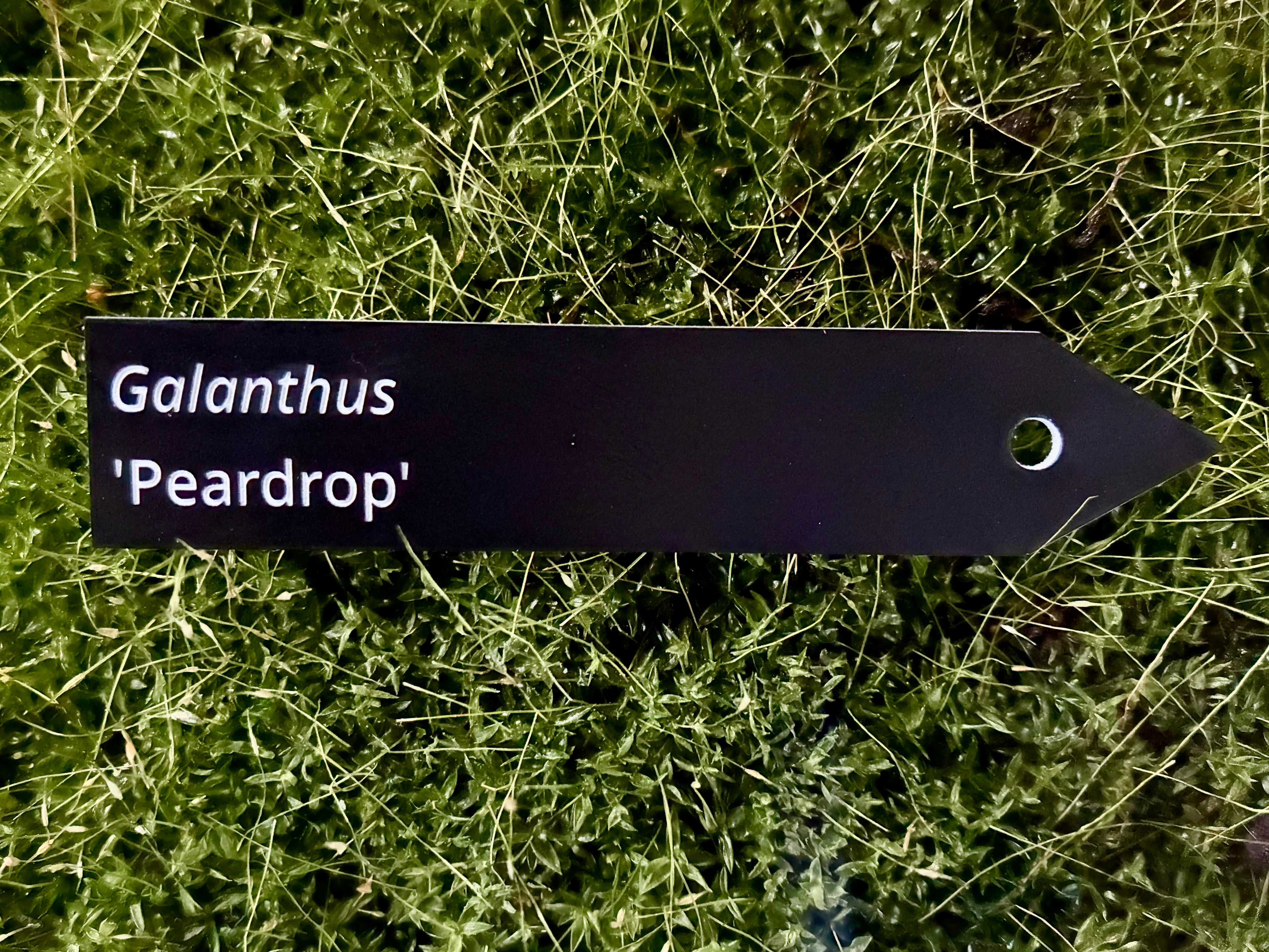 Galanthus 'Peardrop' - Plant label
