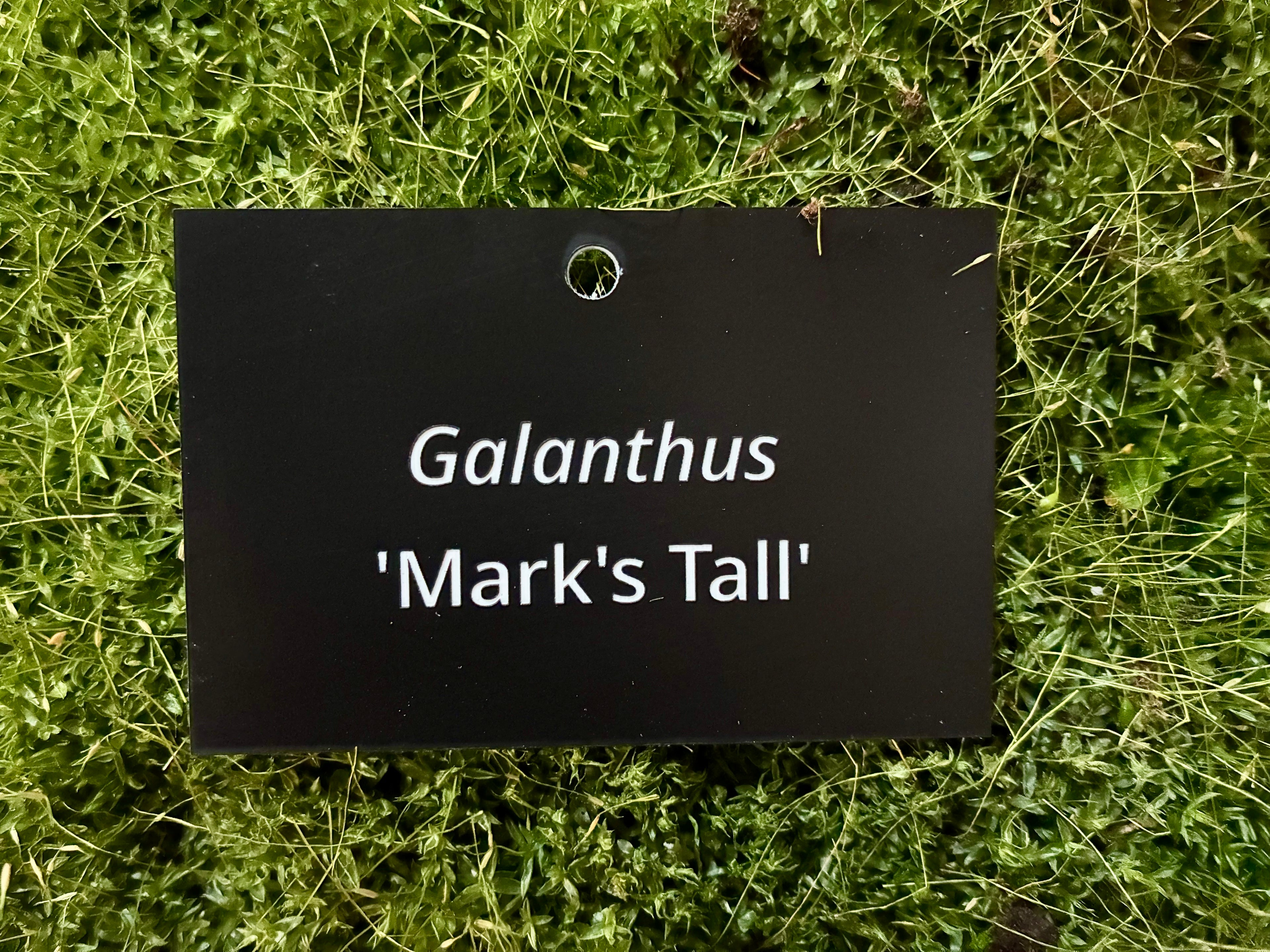 Galanthus 'Mark's Tall' - Plant label